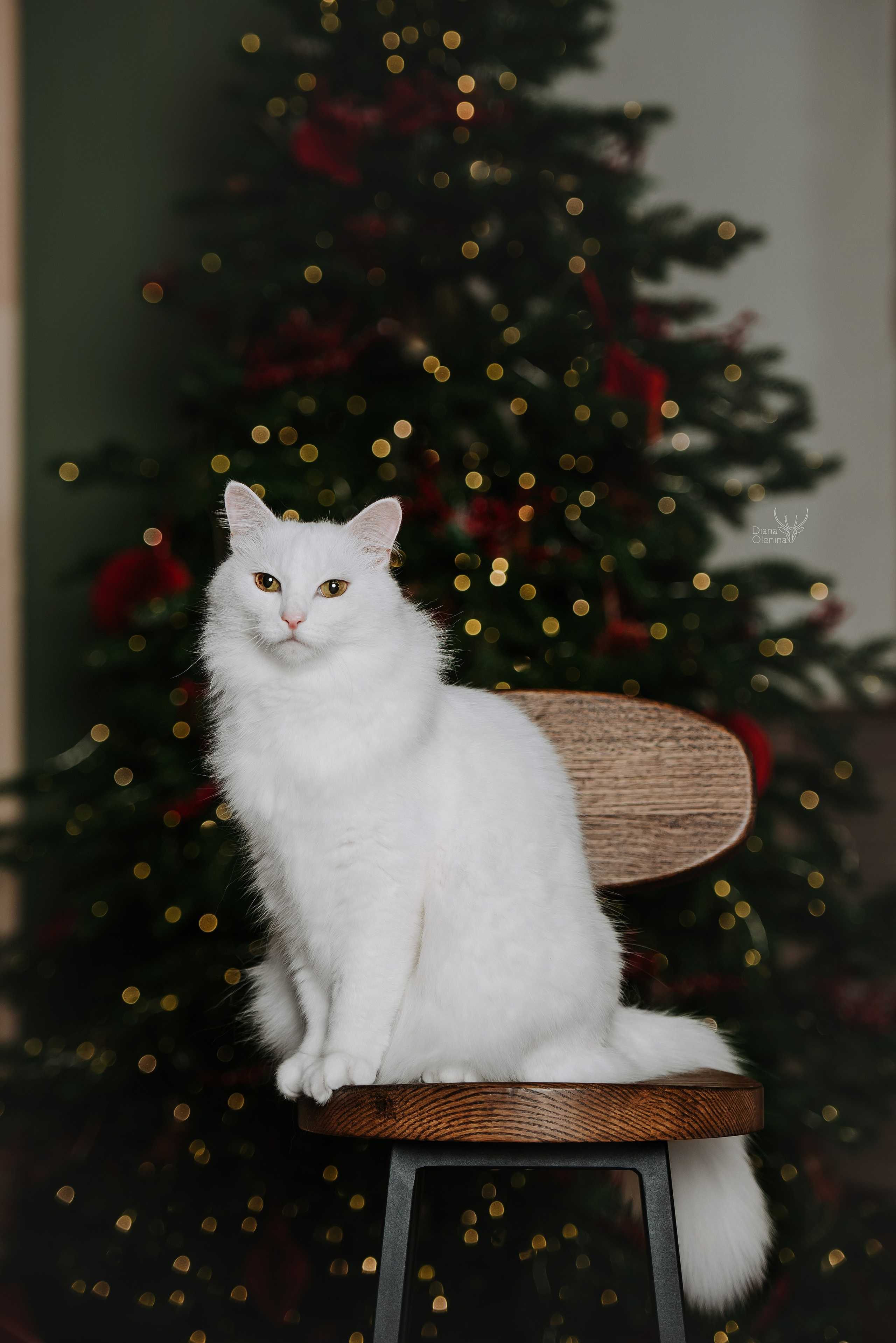 Котики. Фотограф Диана Оленина Красноярск / Братск