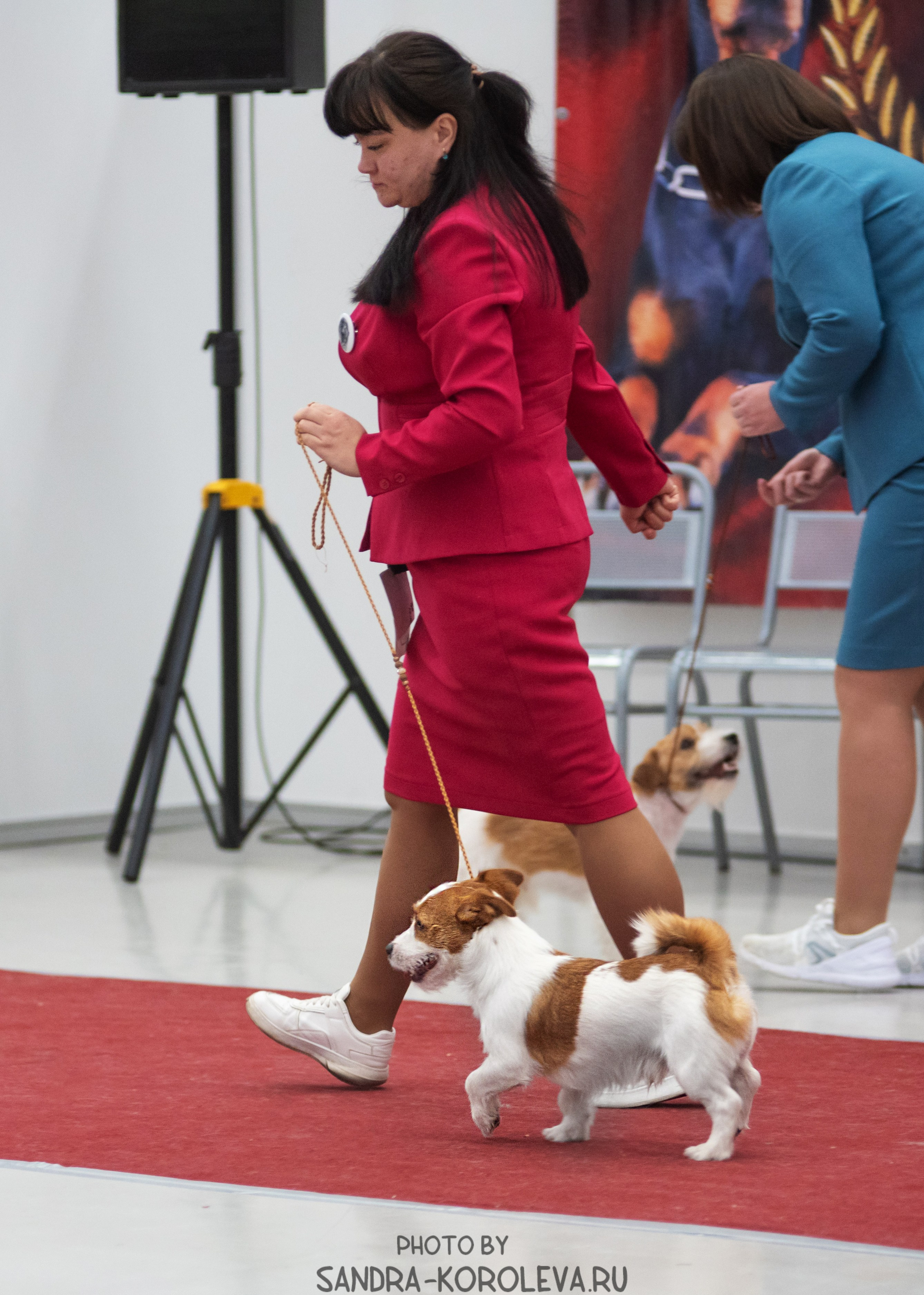 Выставка собак тюмень 10.12.2022. Дог-фотограф в Тюмени Александра Королева