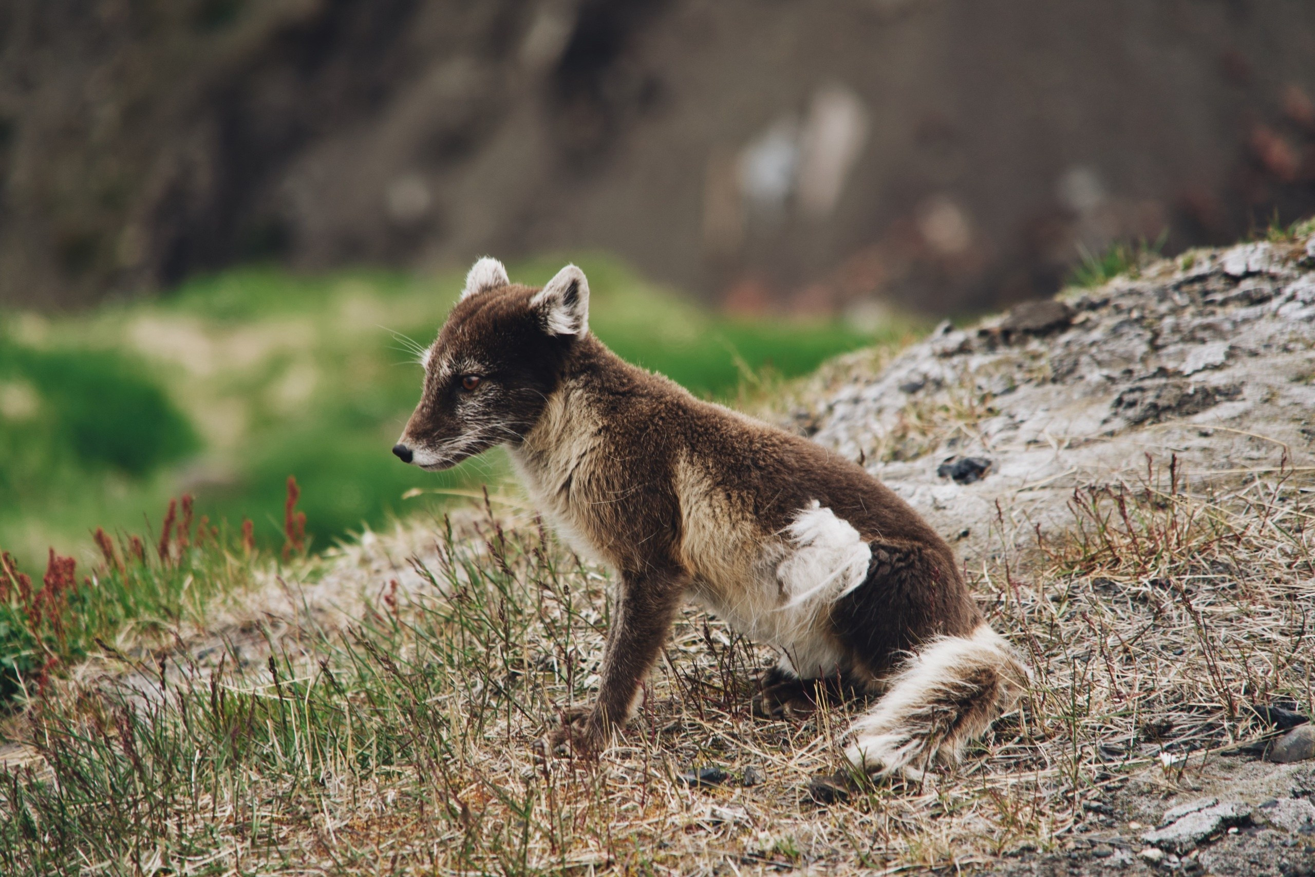 Экспедиция на Шпицберген (07.08.25 — 20.08.25). Фотограф Константин Шамин