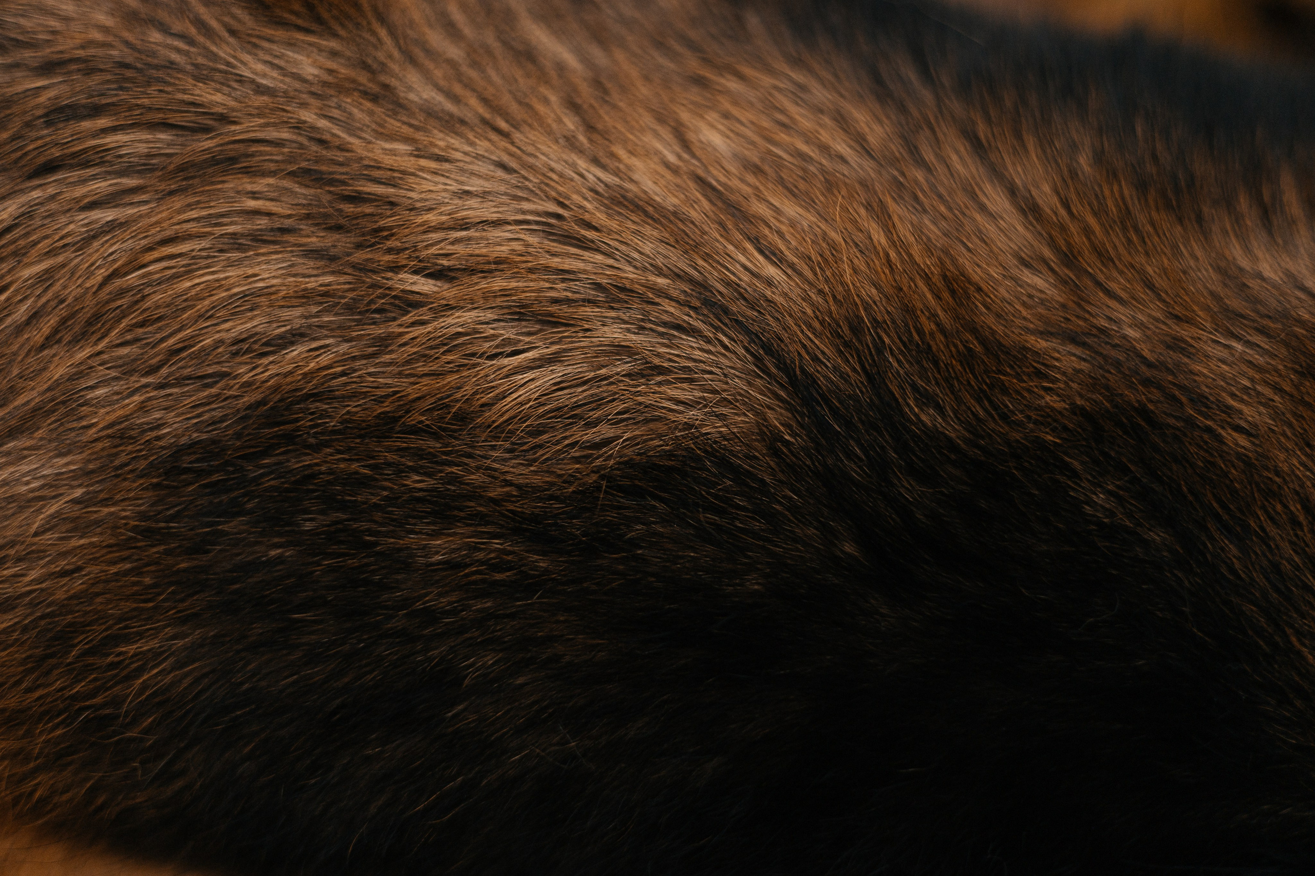 Аня и Ириска. Фотограф Анна Луценко Москва