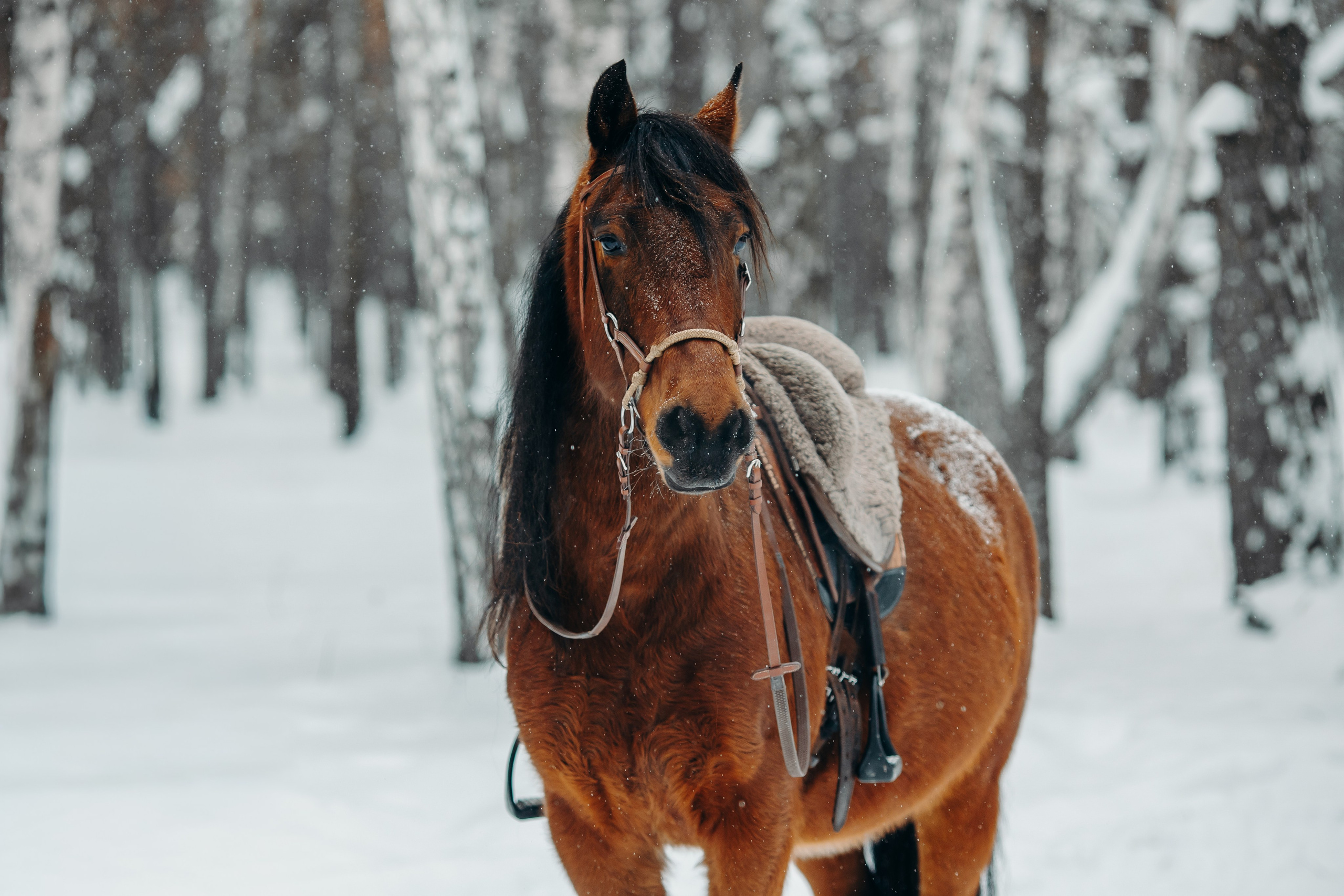 Тоша и баранки. Анна Молчанова конный фотограф в Тюмени | фотосессии с лошадьми Тюмень