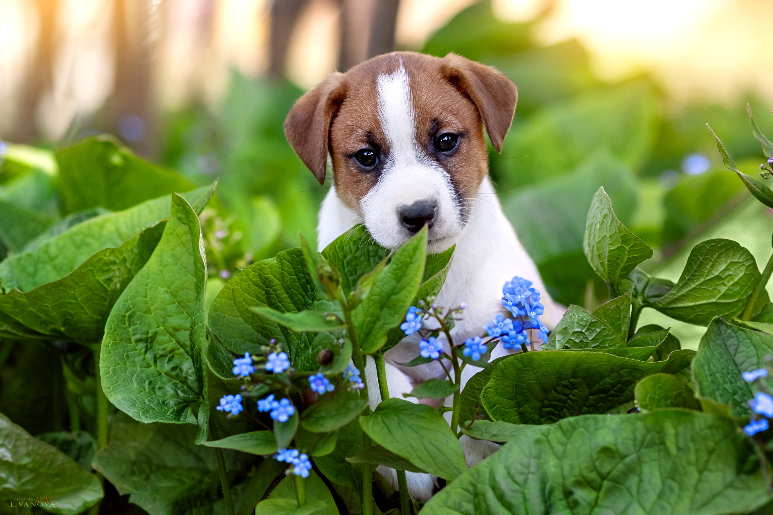 ДРТ. Фотограф анималист Аня Ливанова | Рыбинск