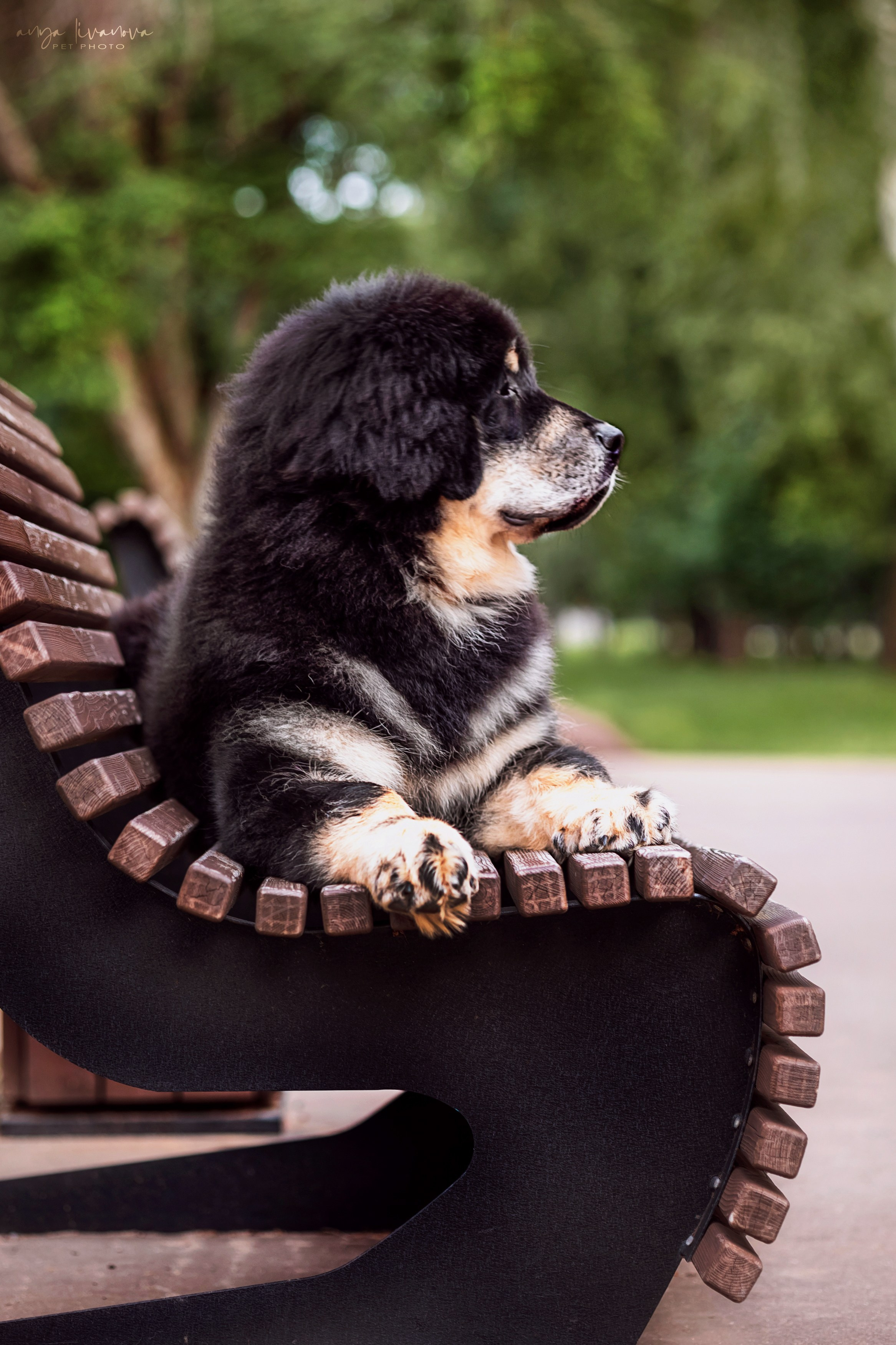 Лео. Фотограф анималист Аня Ливанова | Рыбинск