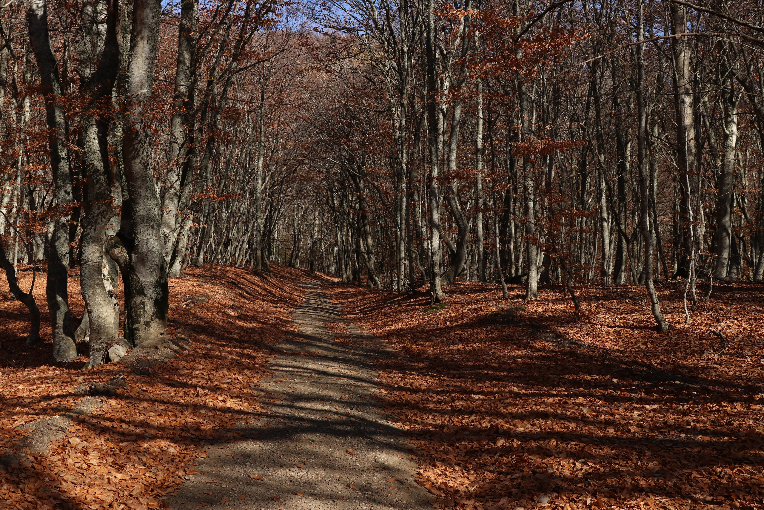 Крым. ЮБК (Гурзуф, Судак и их окрестности). Ноябрь 2023. Путешественник-фотограф из Санкт-Петербурга Татьяна Свистулина