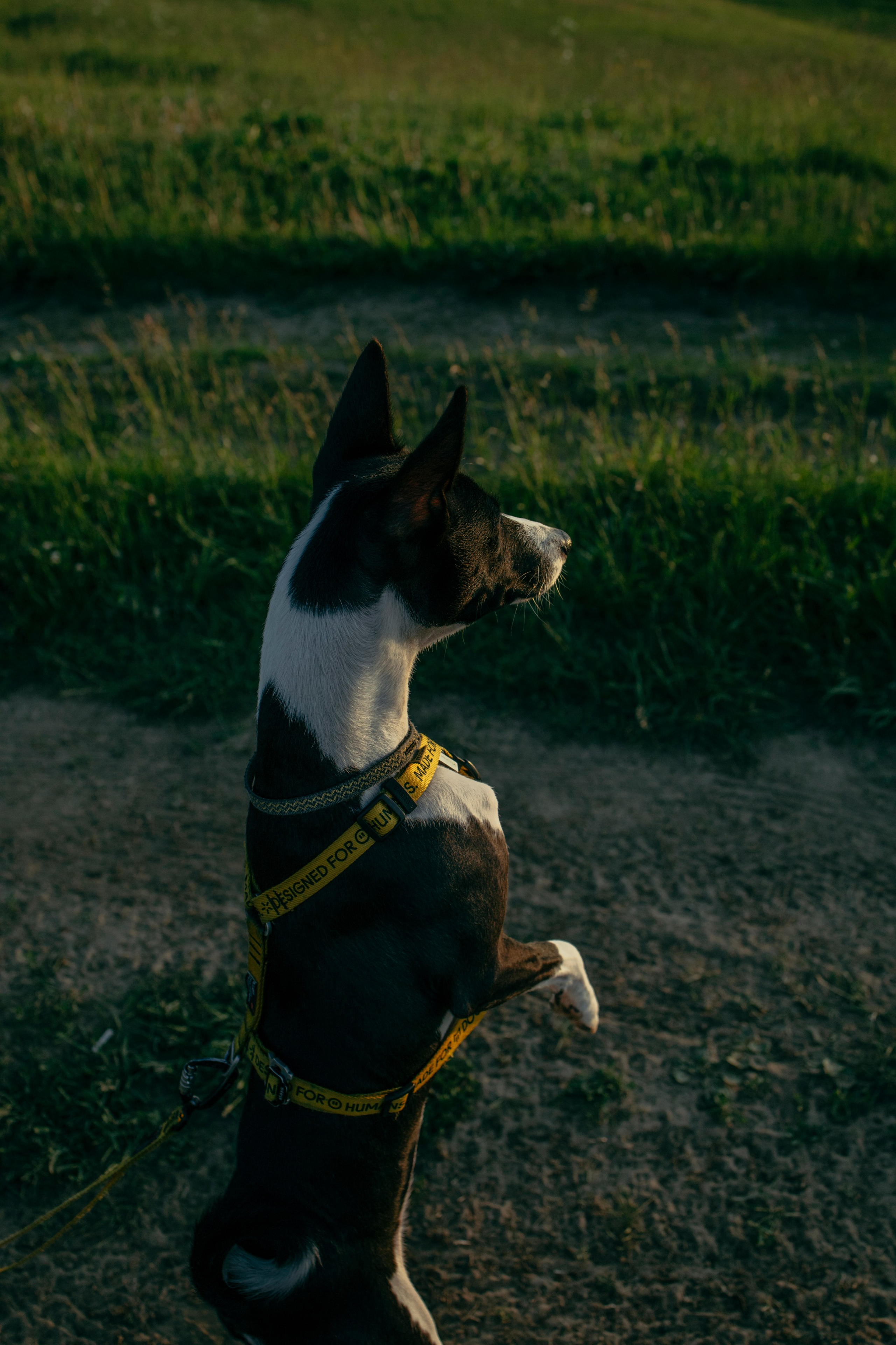 Итачи и его семья 🐾. Фотограф-анималист в Санкт-Петеребурге Титова Алиса