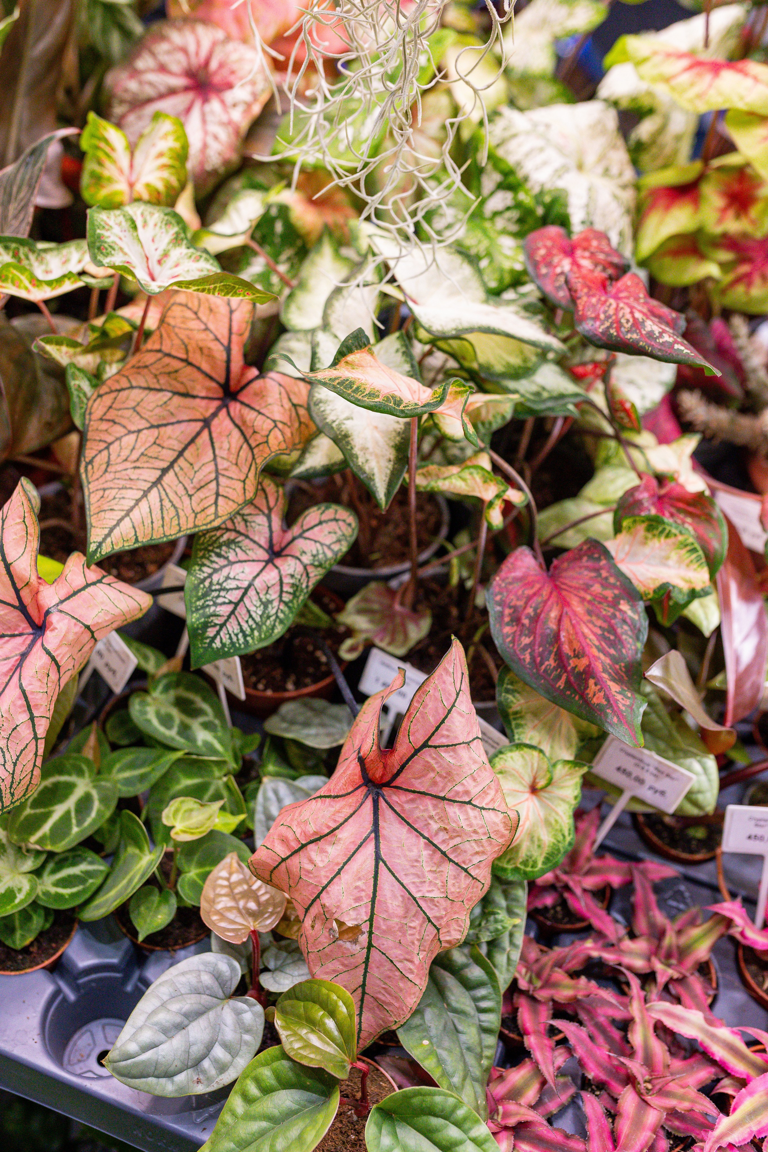 Монстериум 11–12 октября. Александра Куликова фотограф, Москва