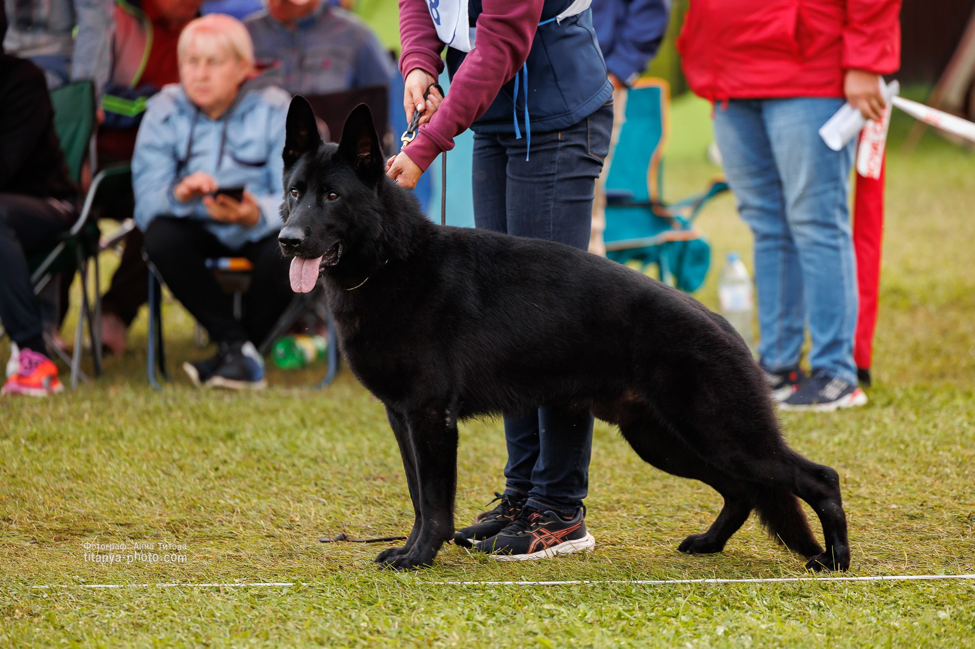 Немецкие овчарки: фото из рингов и вне ринга, мутпроба (фотографии с выставок). Фотограф собак, фотограф-анималист Аня Титова (Titanya). Москва