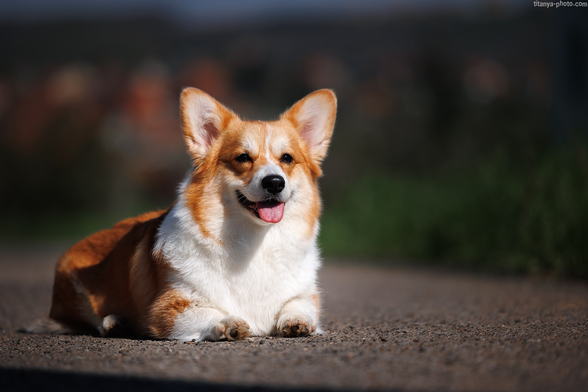 Корги Тесла. Фотограф собак, фотограф-анималист Аня Титова (Titanya). Москва