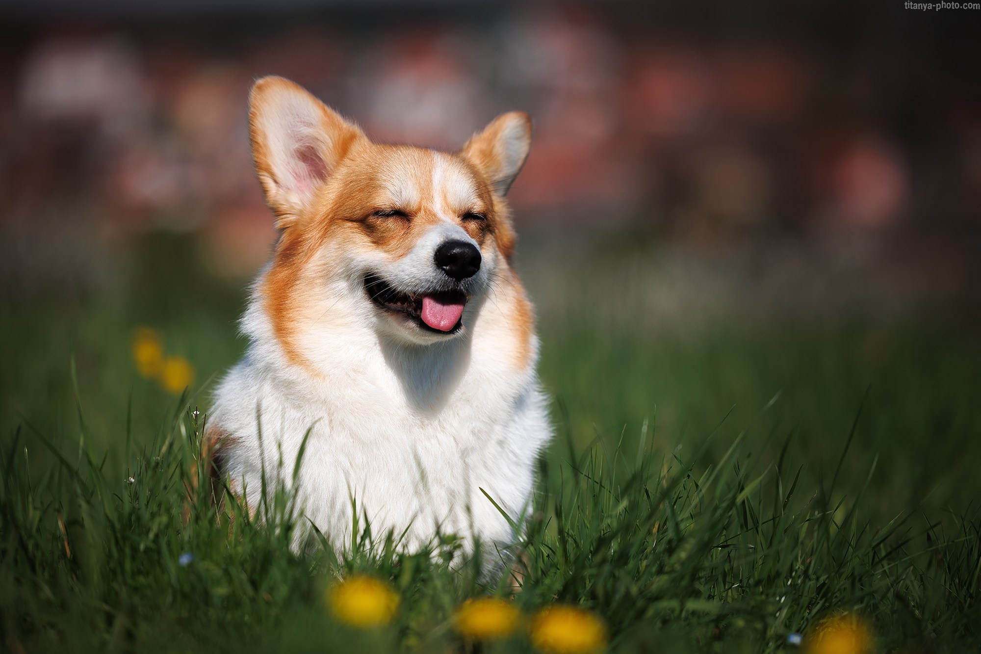 Корги Тесла. Фотограф собак, фотограф-анималист Аня Титова (Titanya). Москва