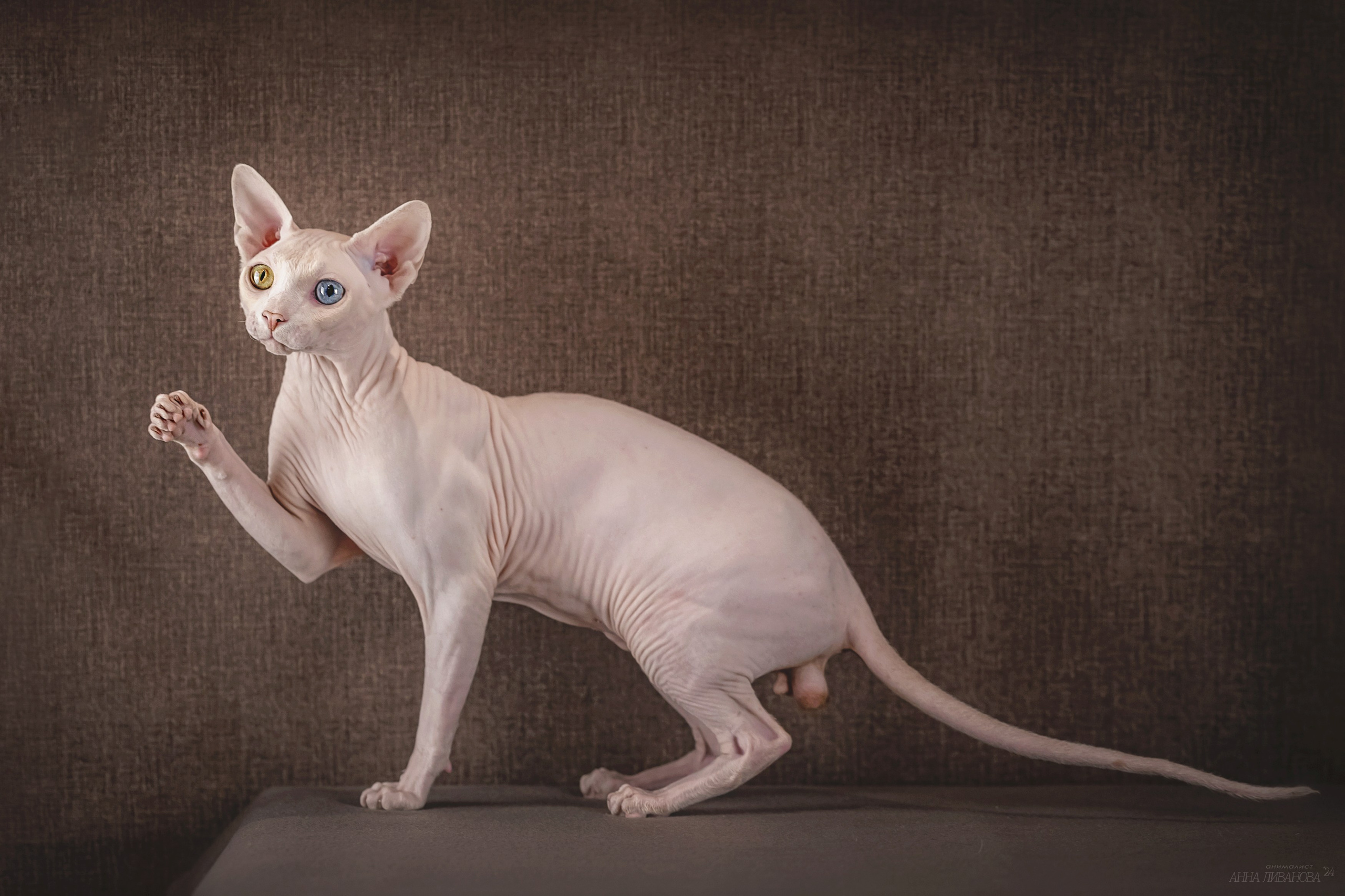 Сфинкс Арчи. Фотограф анималист Аня Ливанова | Рыбинск