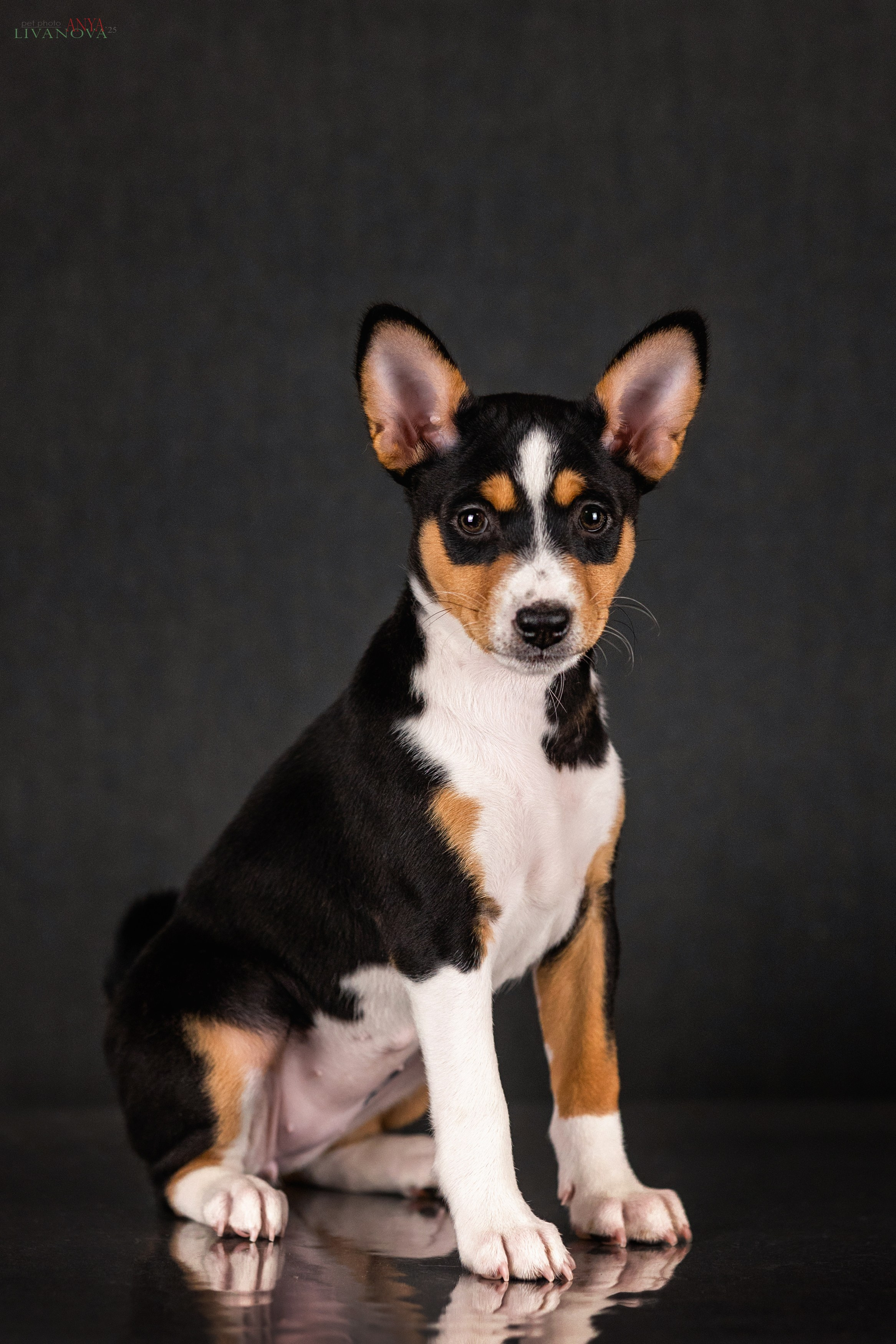 Басенджи. Фотограф анималист Аня Ливанова | Рыбинск