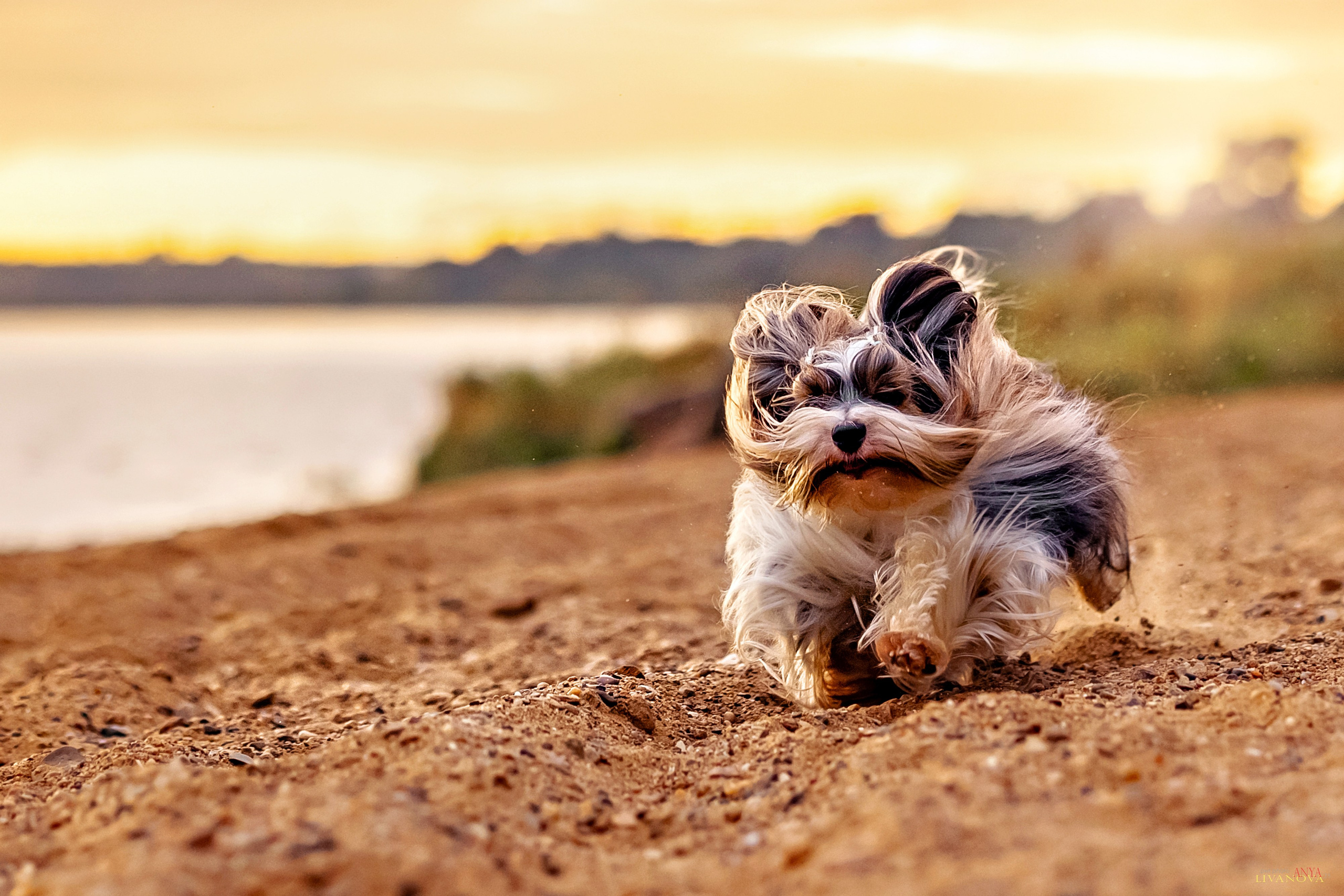 Катя + Астин и Олаф. Фотограф анималист Аня Ливанова | Рыбинск