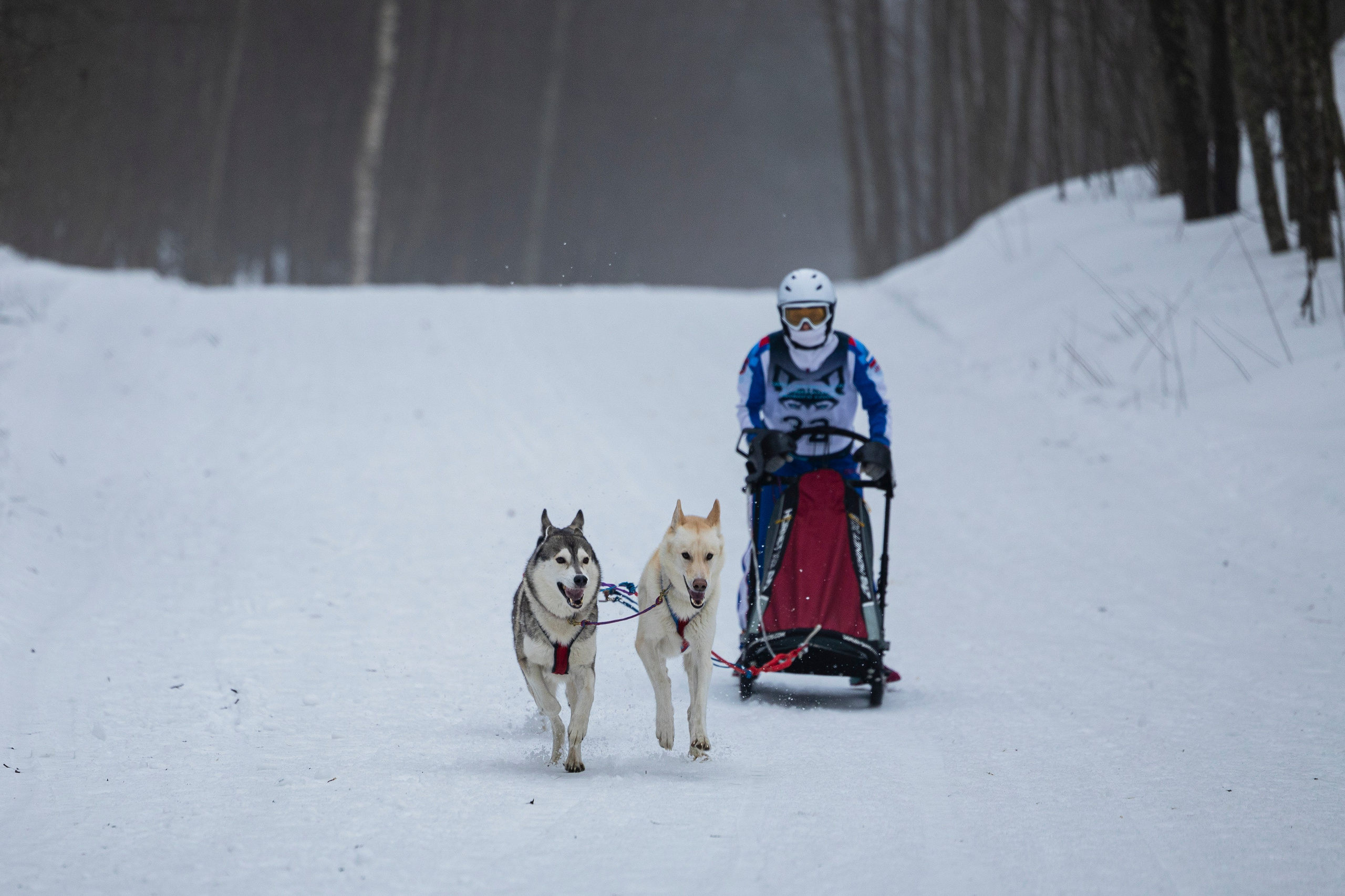 Зимний Чемпионат Санкт-Петербурга по ездовому спорту. Фотограф-анималист Анна Маринич