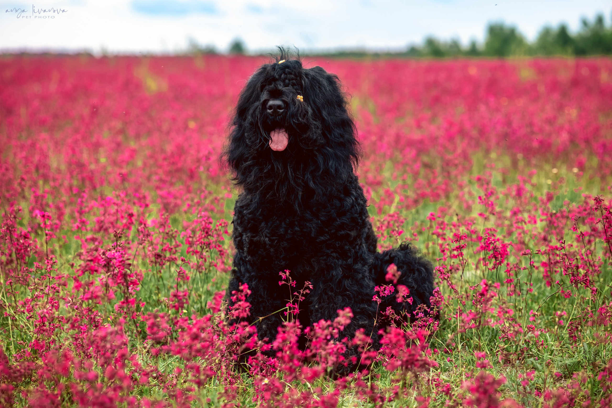 Смолка клейкая. Фотограф анималист Аня Ливанова | Рыбинск