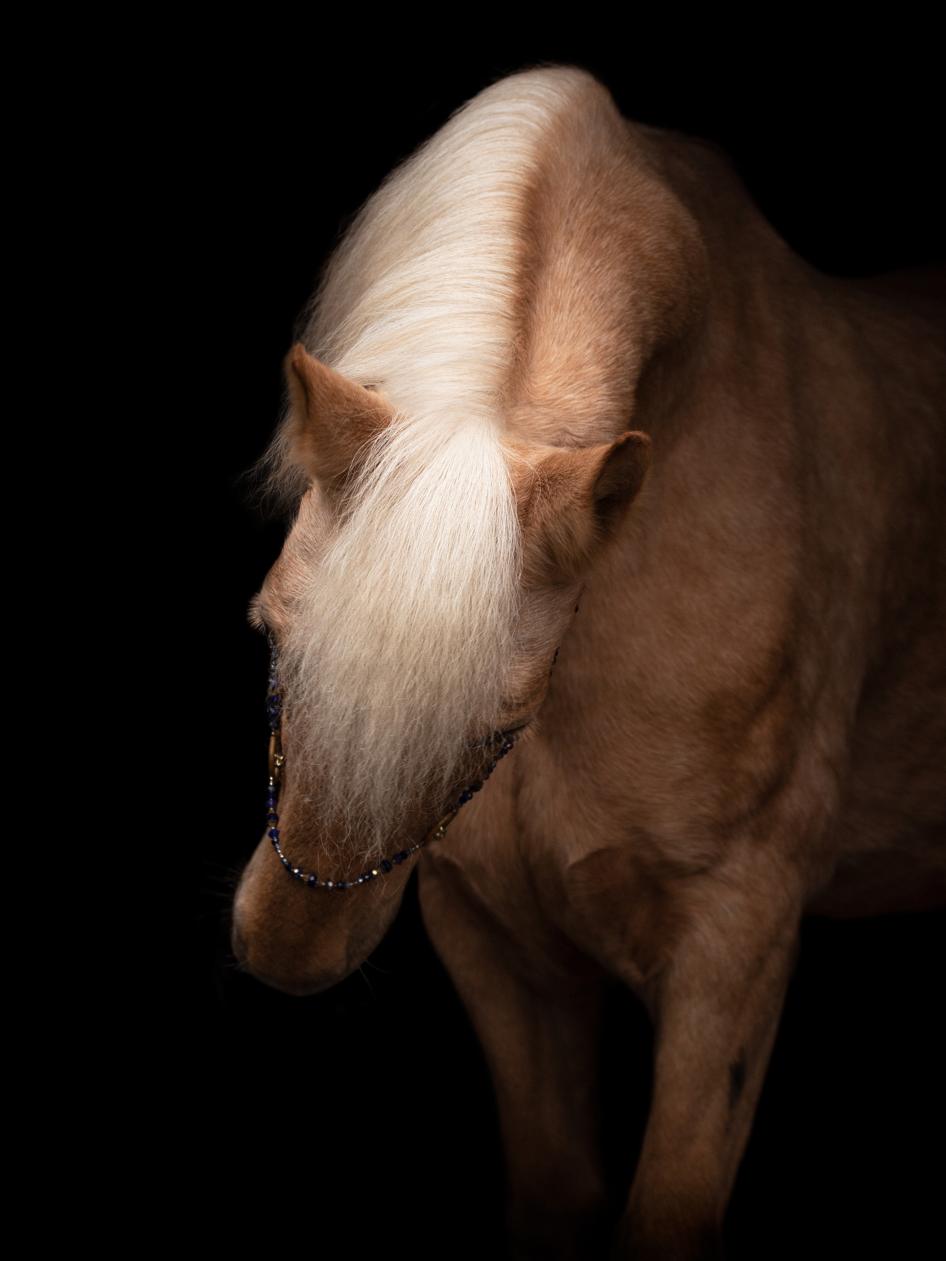 Портрет лошади, лошадь, конь, фото лошади, фотография лошади, конный фотограф, съемка лошадей, фотограф лошадей, конная фотография, конный фотограф, конный фотограф в спб, профессиональный фотограф спб, фотограф спб, ахалтекинец, рысак, спортивная лошадь, конный клуб, фотосессия с лошадьми, тракененская лошадь, тяжеловоз, торрийская лошадь