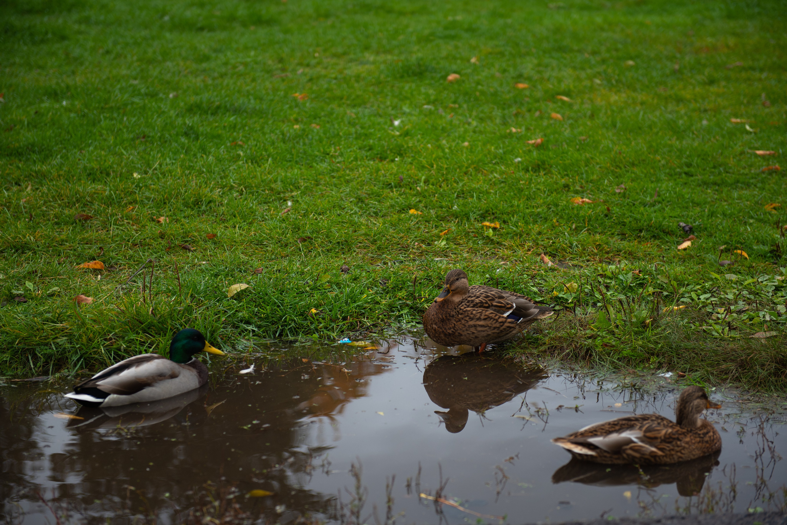 Псков. Портретный и архитектурный фотограф в Москве и Санкт-Петербурге