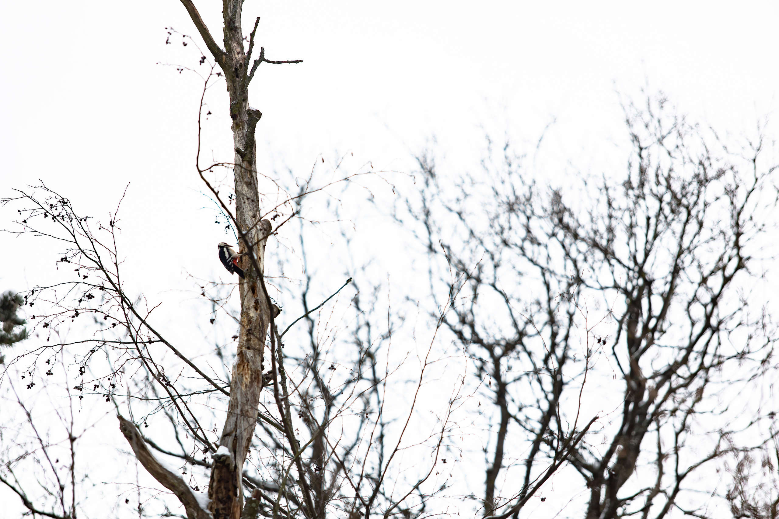 Парк Малевича. Photographer Sonkina Tatiana (Tanya Ash)