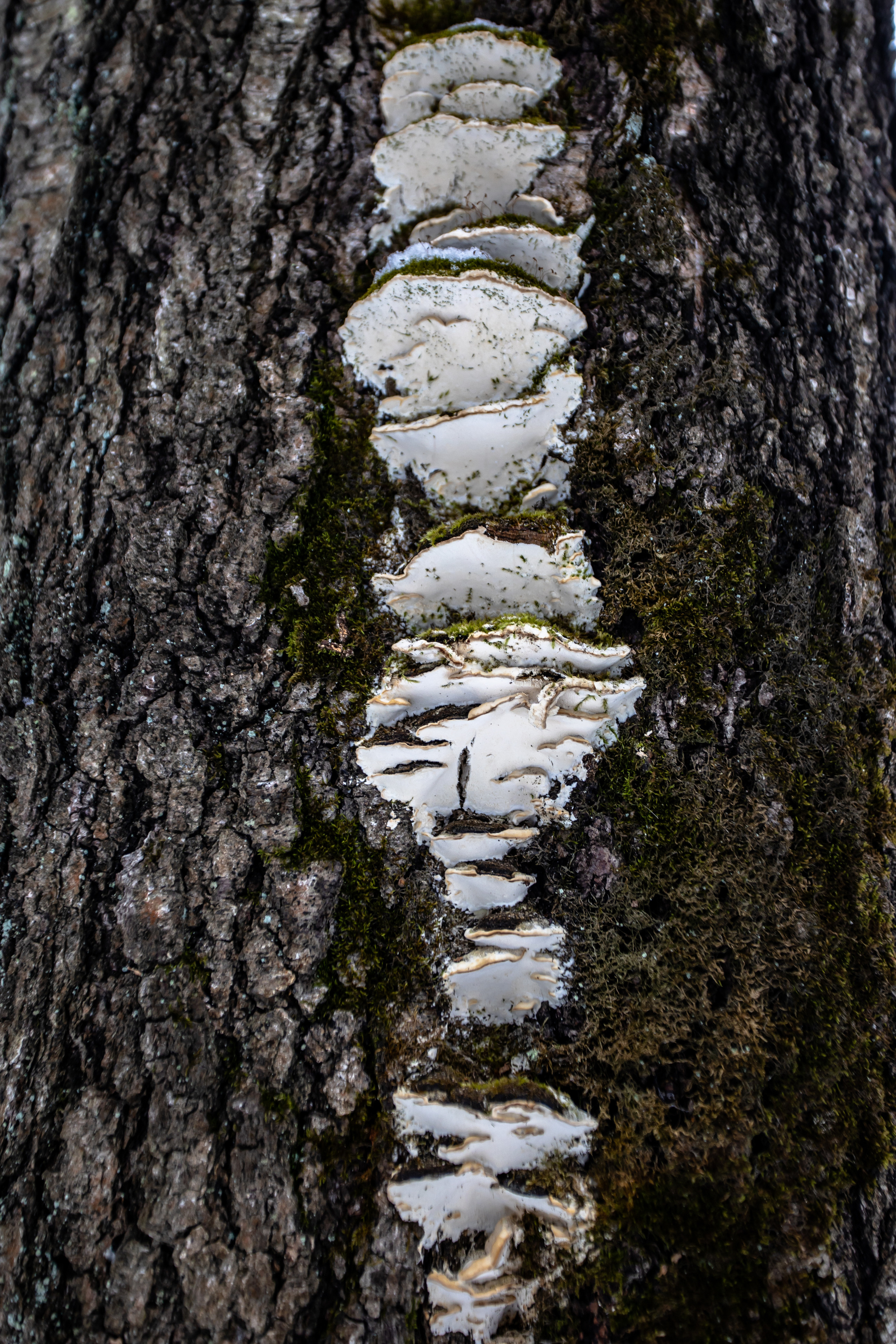 Парк Малевича. Photographer Sonkina Tatiana (Tanya Ash)