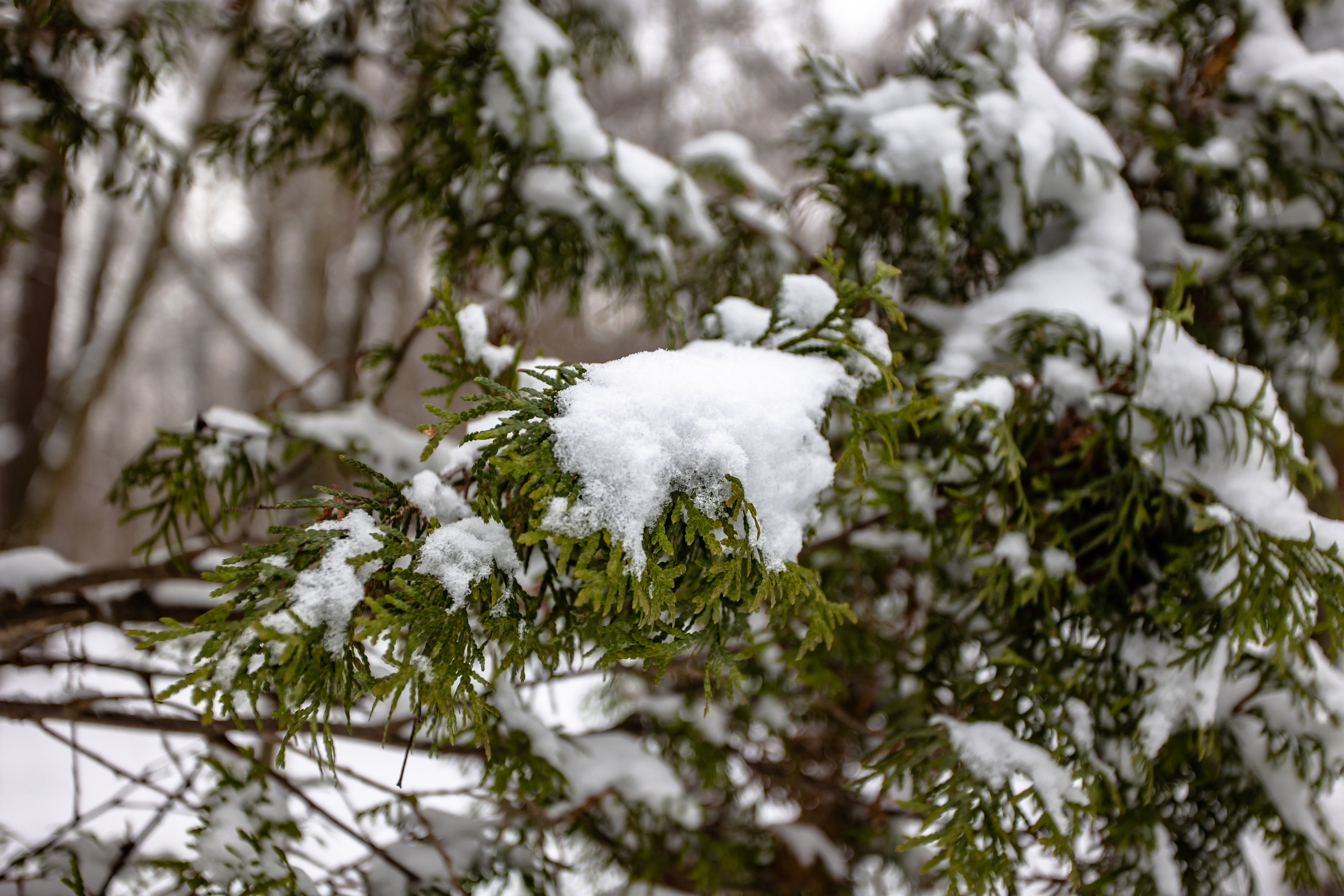 Парк Малевича. Photographer Sonkina Tatiana (Tanya Ash)