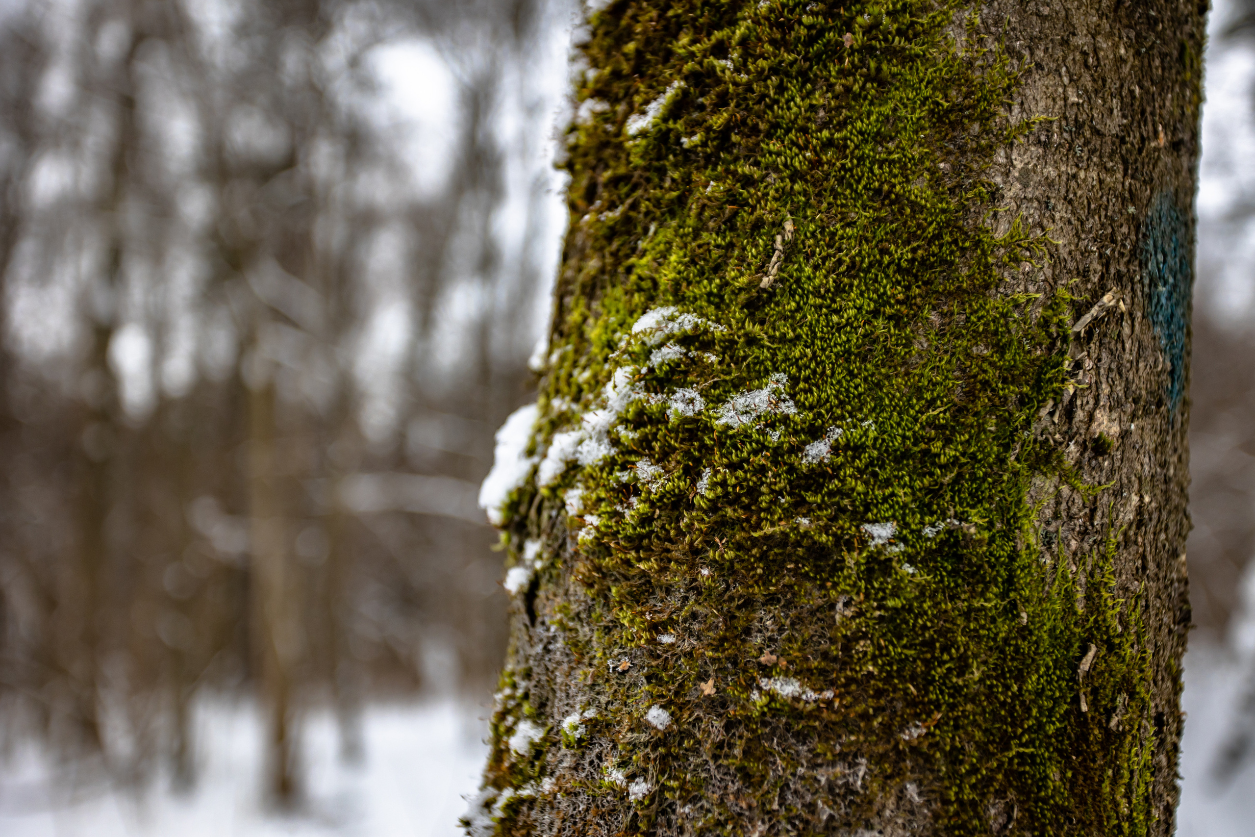 Парк Малевича. Photographer Sonkina Tatiana (Tanya Ash)