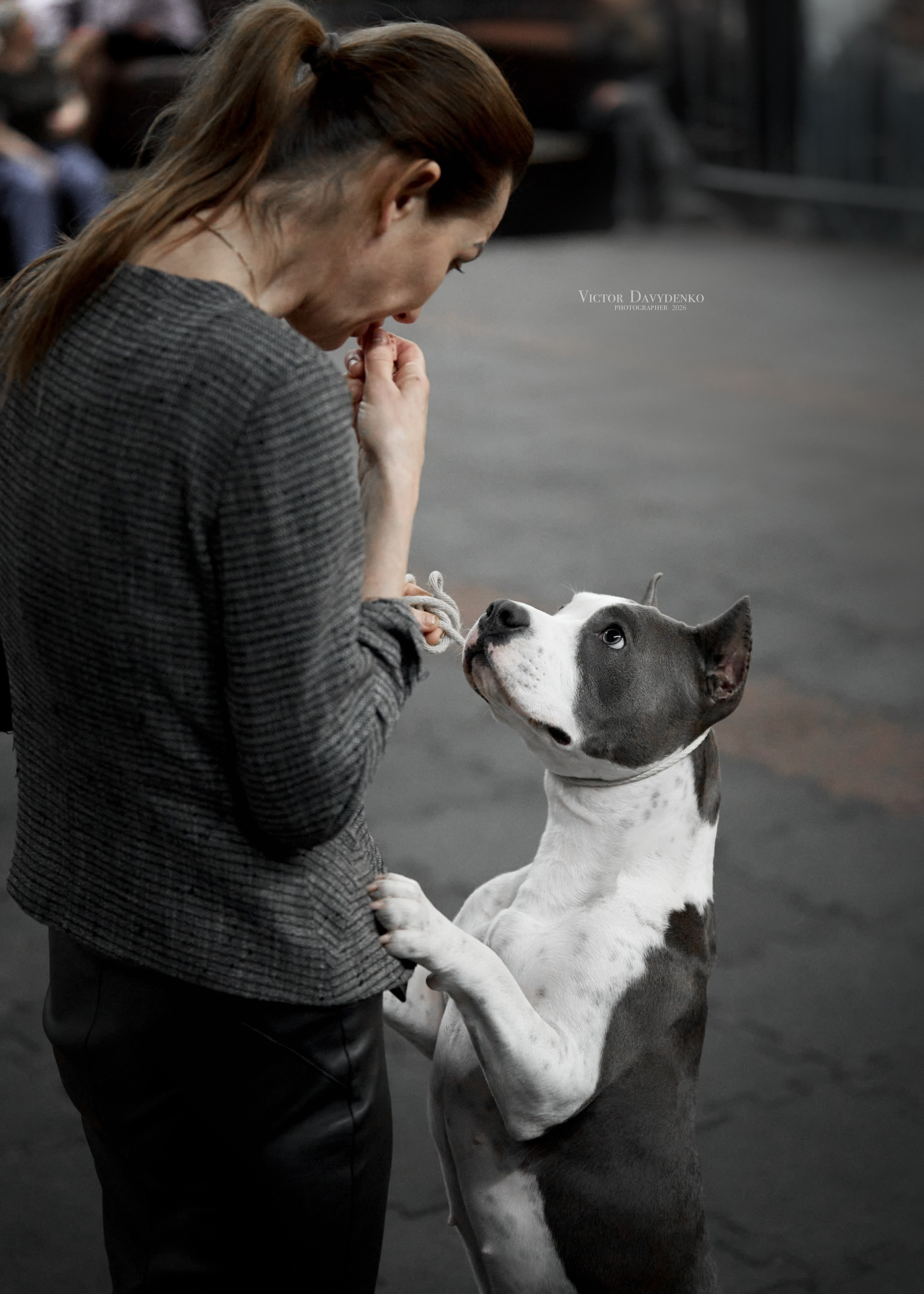  фотограф анималист краснодар выставка собак дог шоу