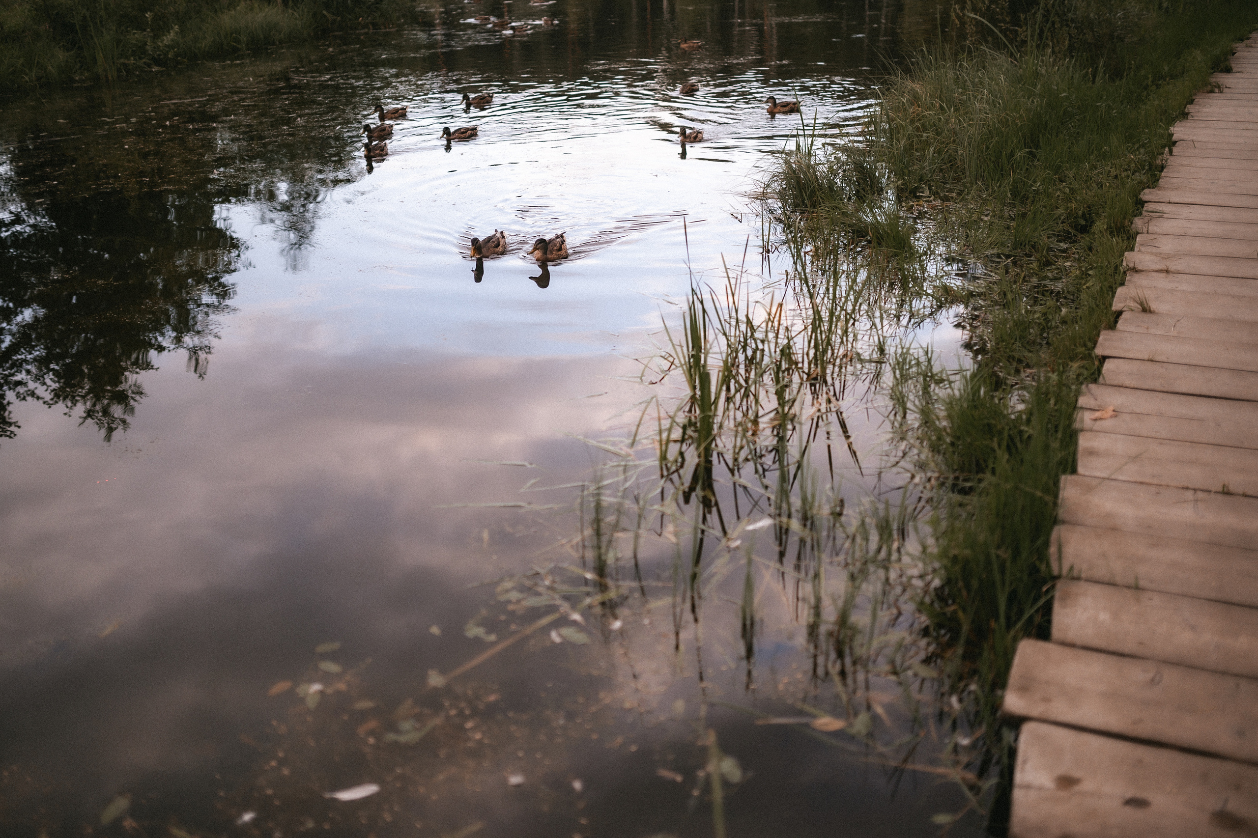 Эмир, Диана и Леон в Мещерском парке. Семейный и свадебный lifestyle-фотограф в Москве Мария Петрова