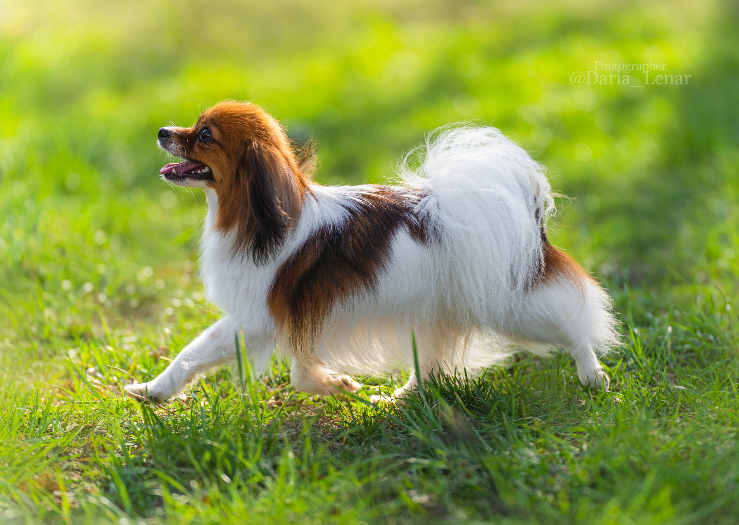 Выставки собак. Фотограф в Москве Ленарская Дарья