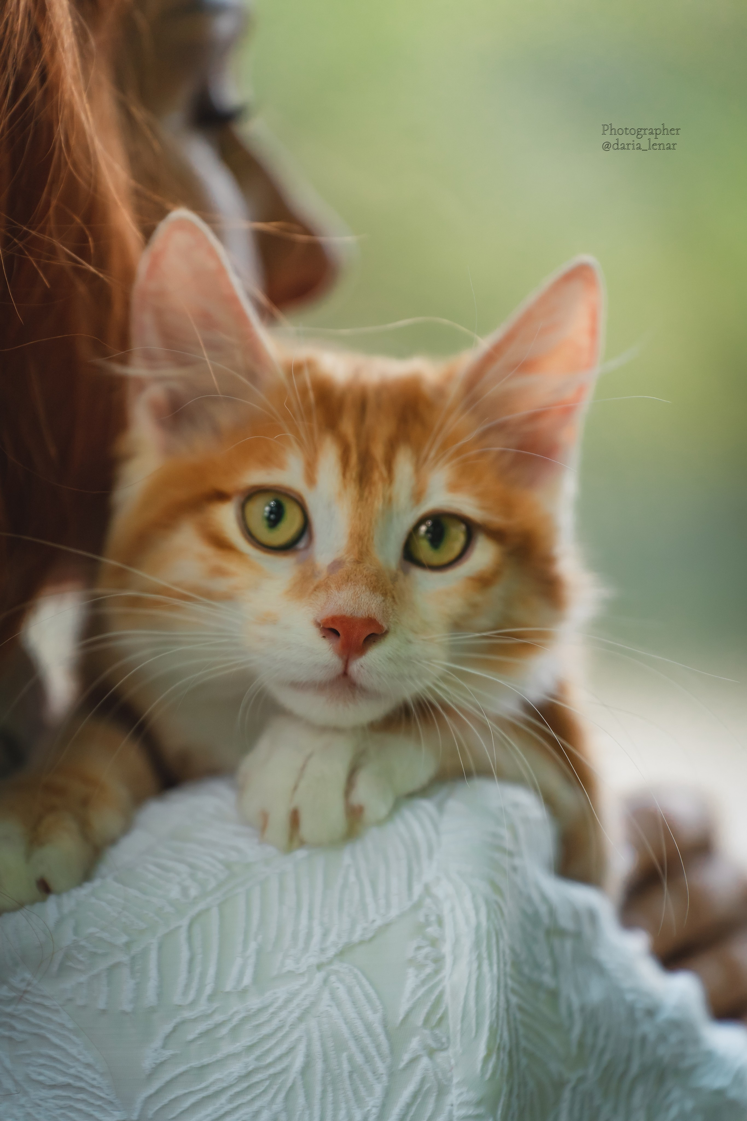 Питомник Курильских бобтейлов. Фотограф в Москве Ленарская Дарья