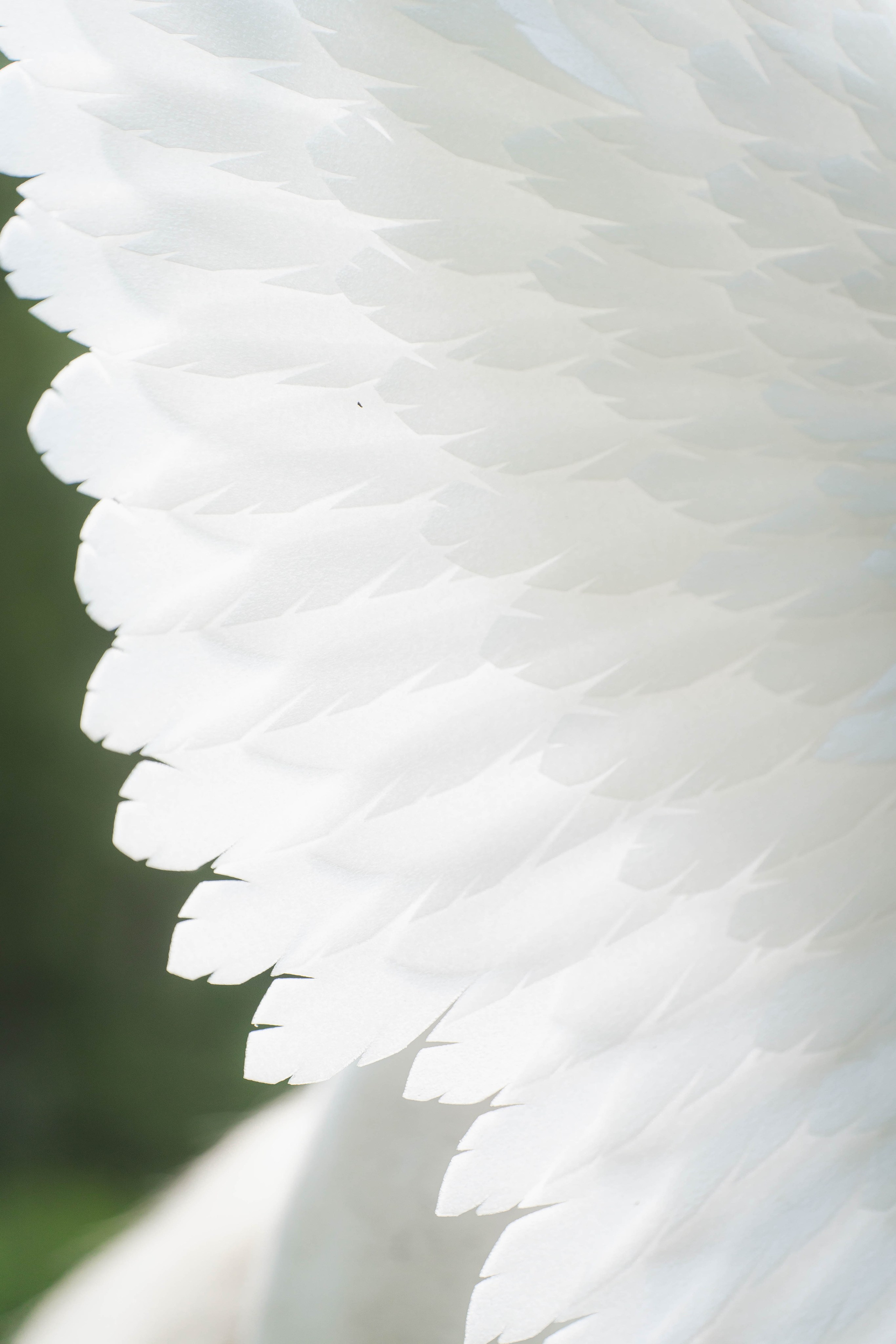 Анастасия и Персея. Фотограф в Москве Ленарская Дарья