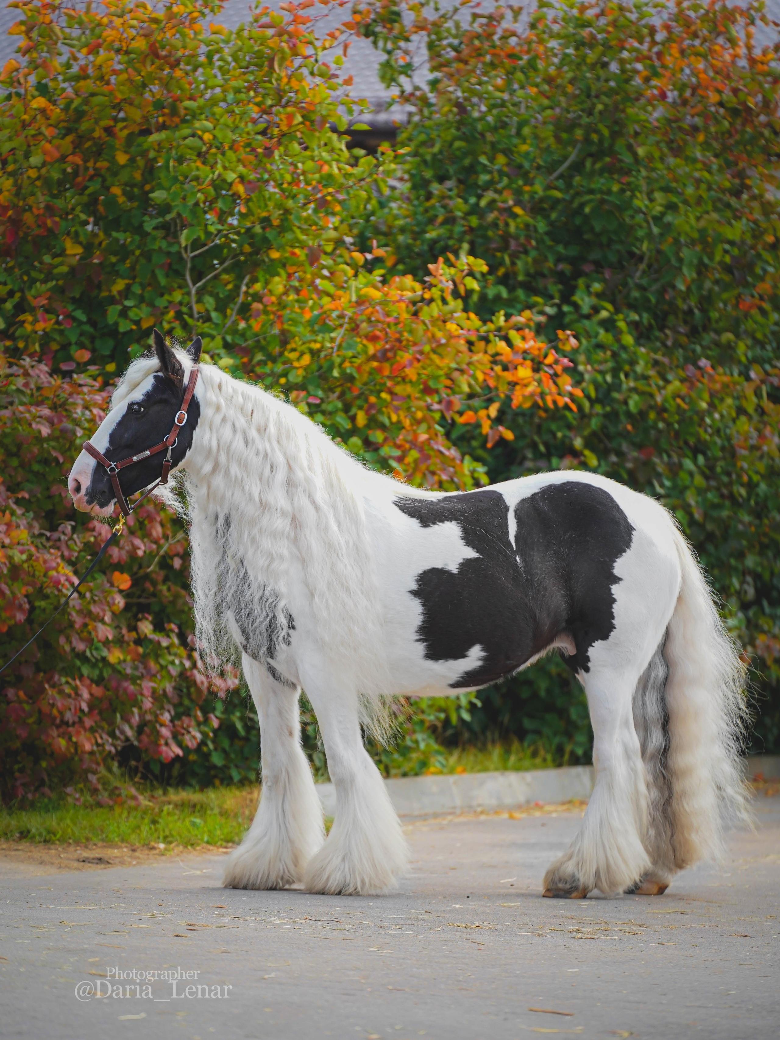 Экстерьер и спорт. Фотограф в Москве Ленарская Дарья