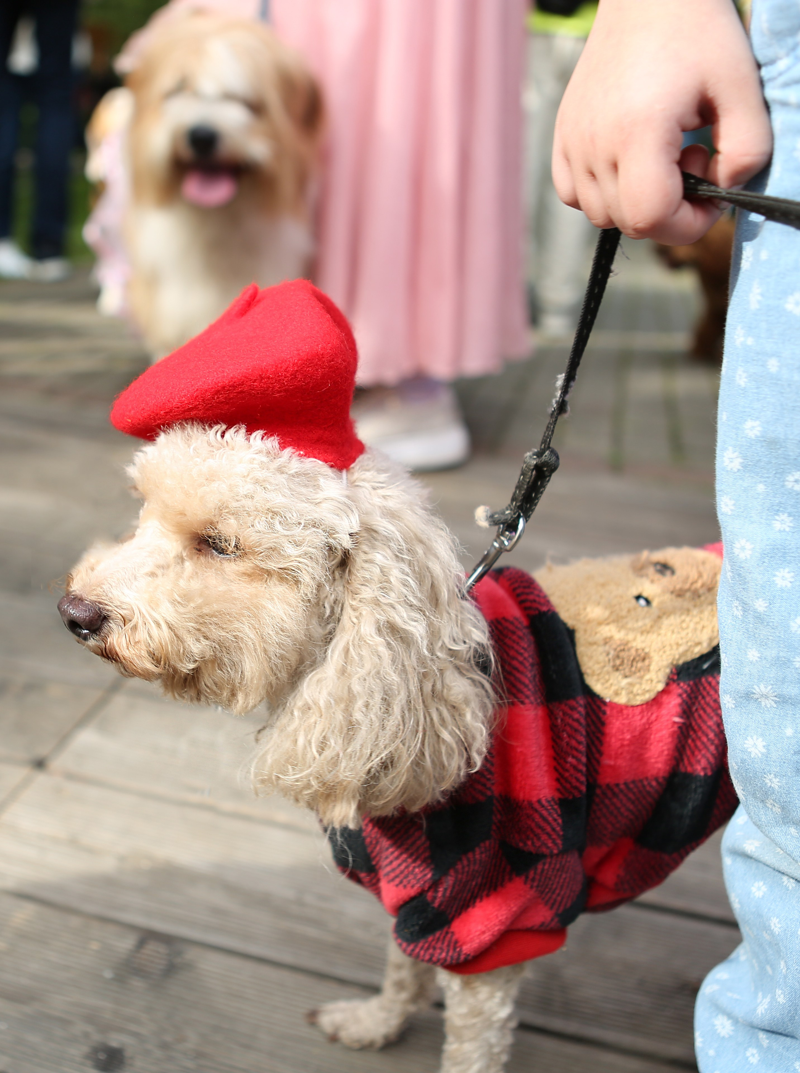 4 лапы фест Измайлово 2025