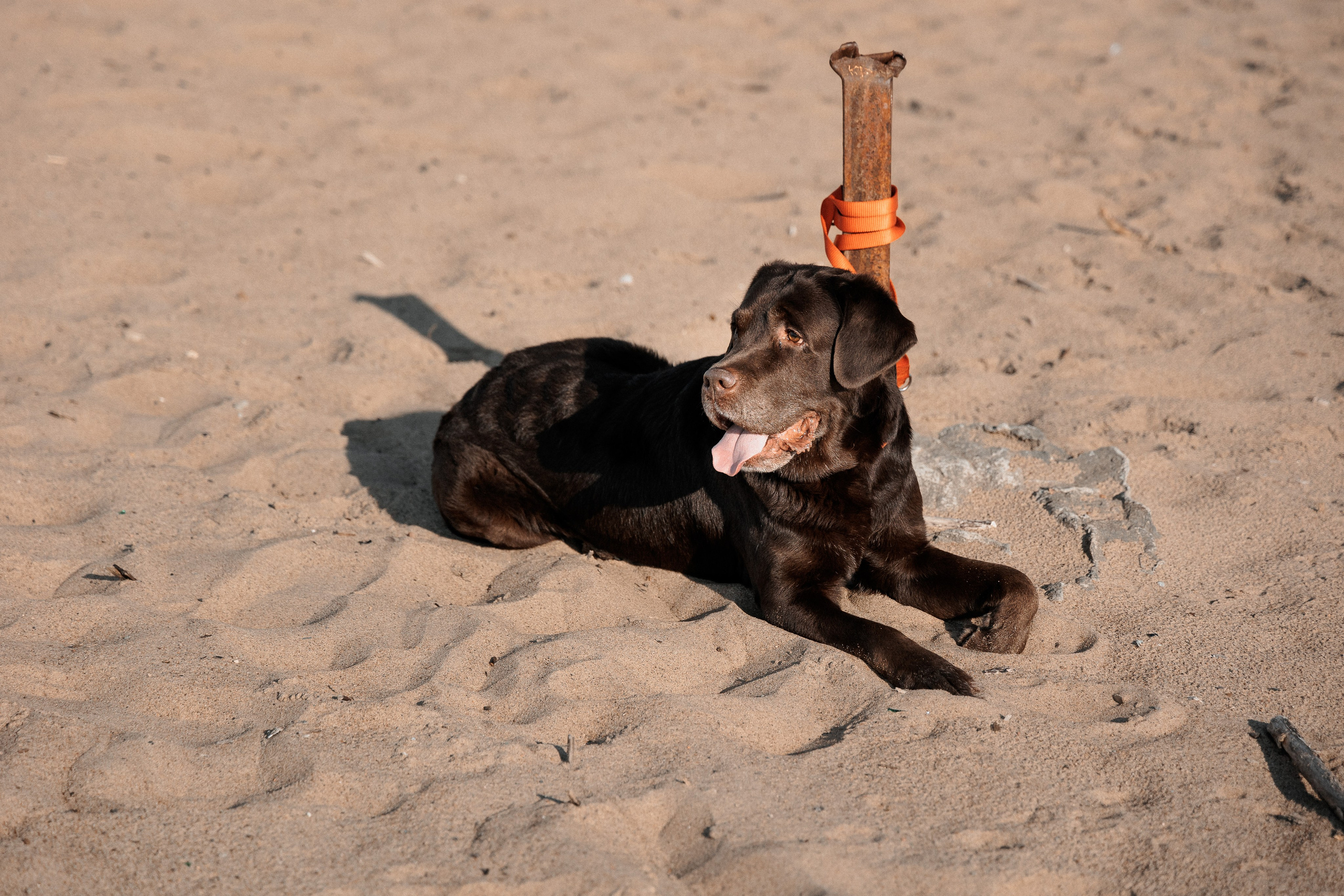 Алёна и Андрей. Свадебный и портретный фотограф в Архангельске Илья Труфанов