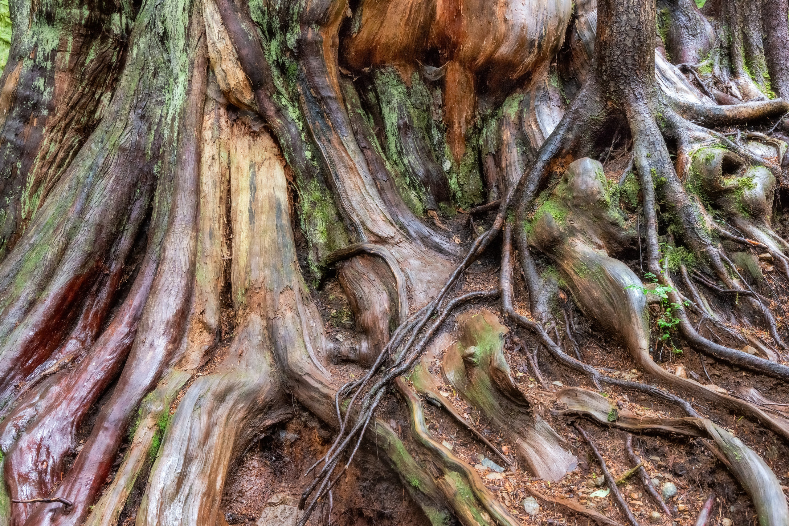 Осень в Канаде. Пейзажный фотограф Сергей Пестерев. Фото природы