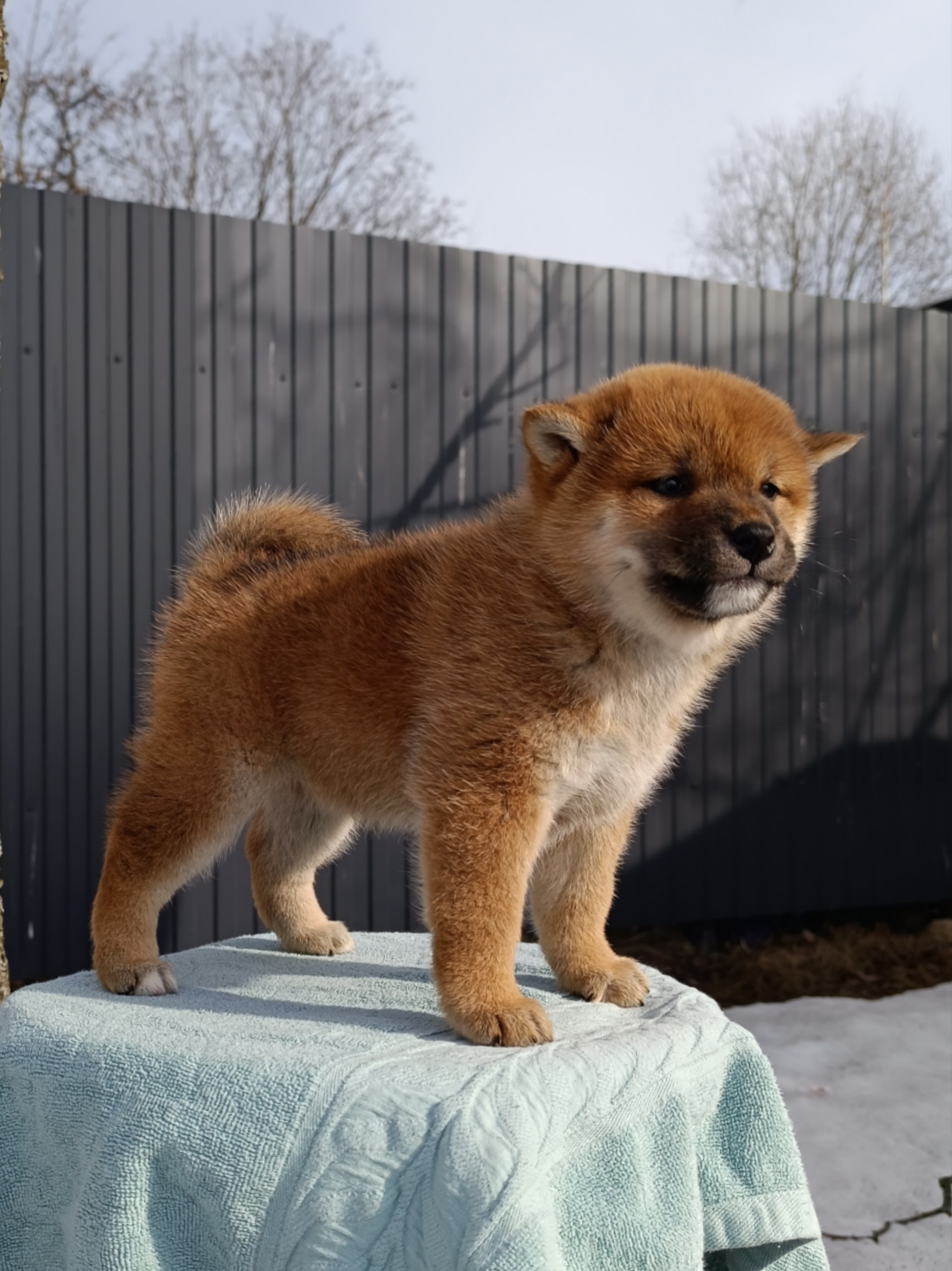 Сиба Rubylight Ellis питомник Рубилайт 