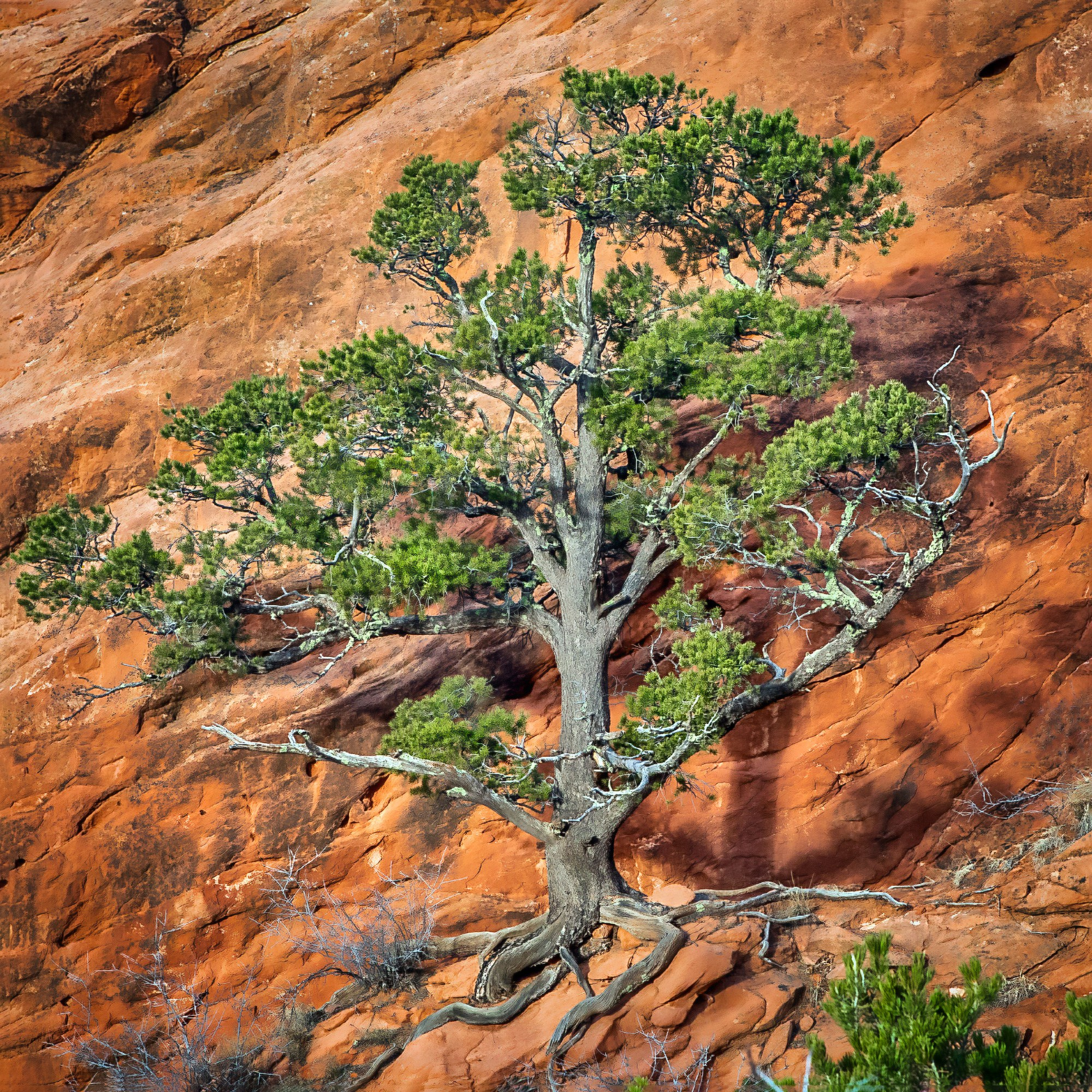 Garden of the Gods, USA. Photographer Vladimir Ostapenko
