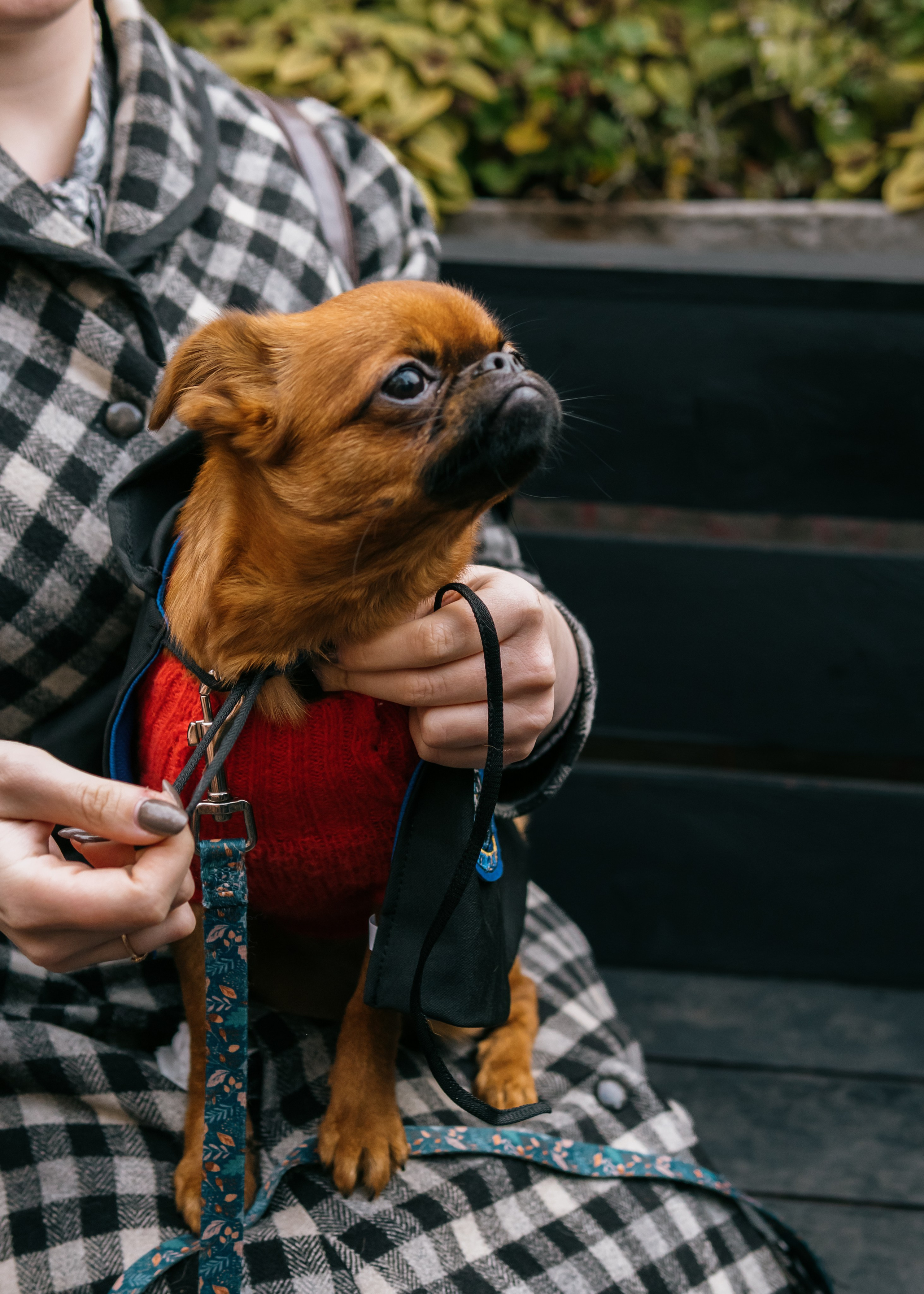 Тематическая встреча породников «Griffween». Фотограф-анималист Ксения Воробьева, Москва