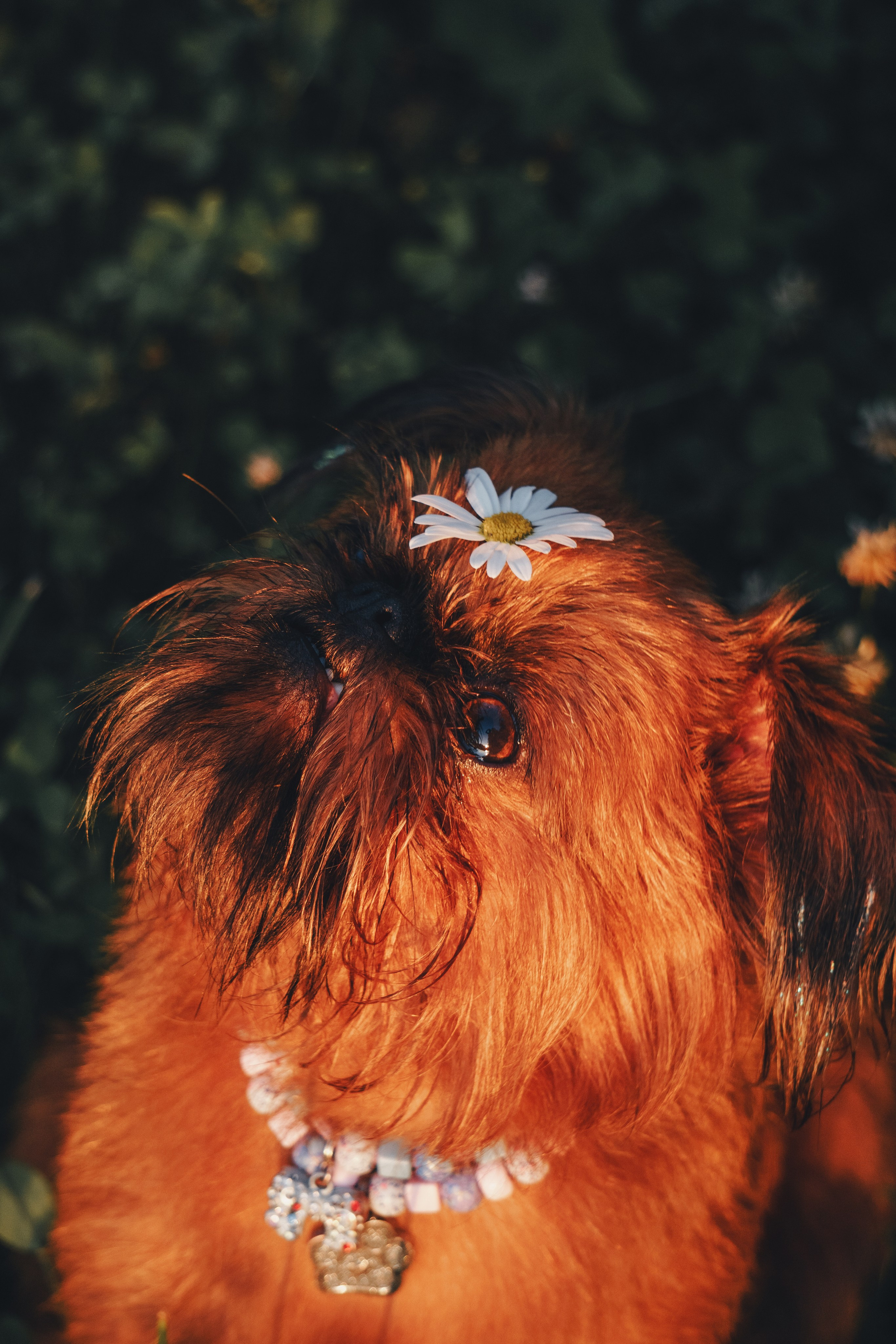 Катя и Яшма. Фотограф-анималист Ксения Воробьева, Москва