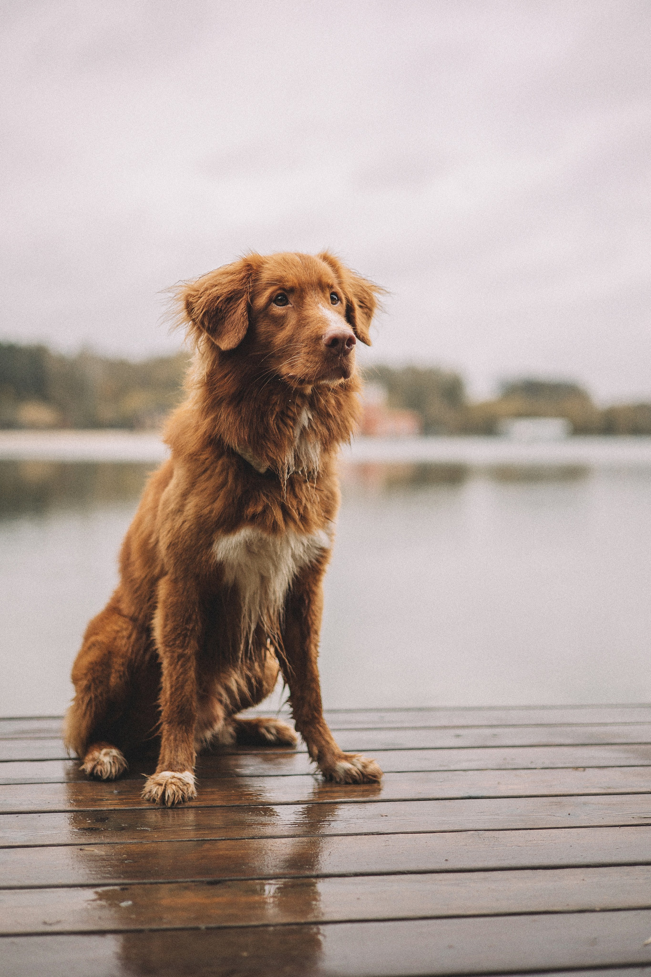 Алина и Бис. Фотограф-анималист Богданова Полина