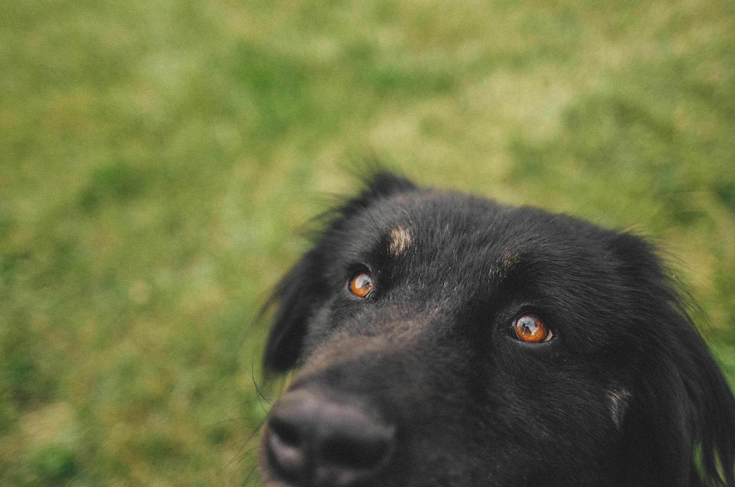 Анна и Марко. Фотограф-анималист Богданова Полина
