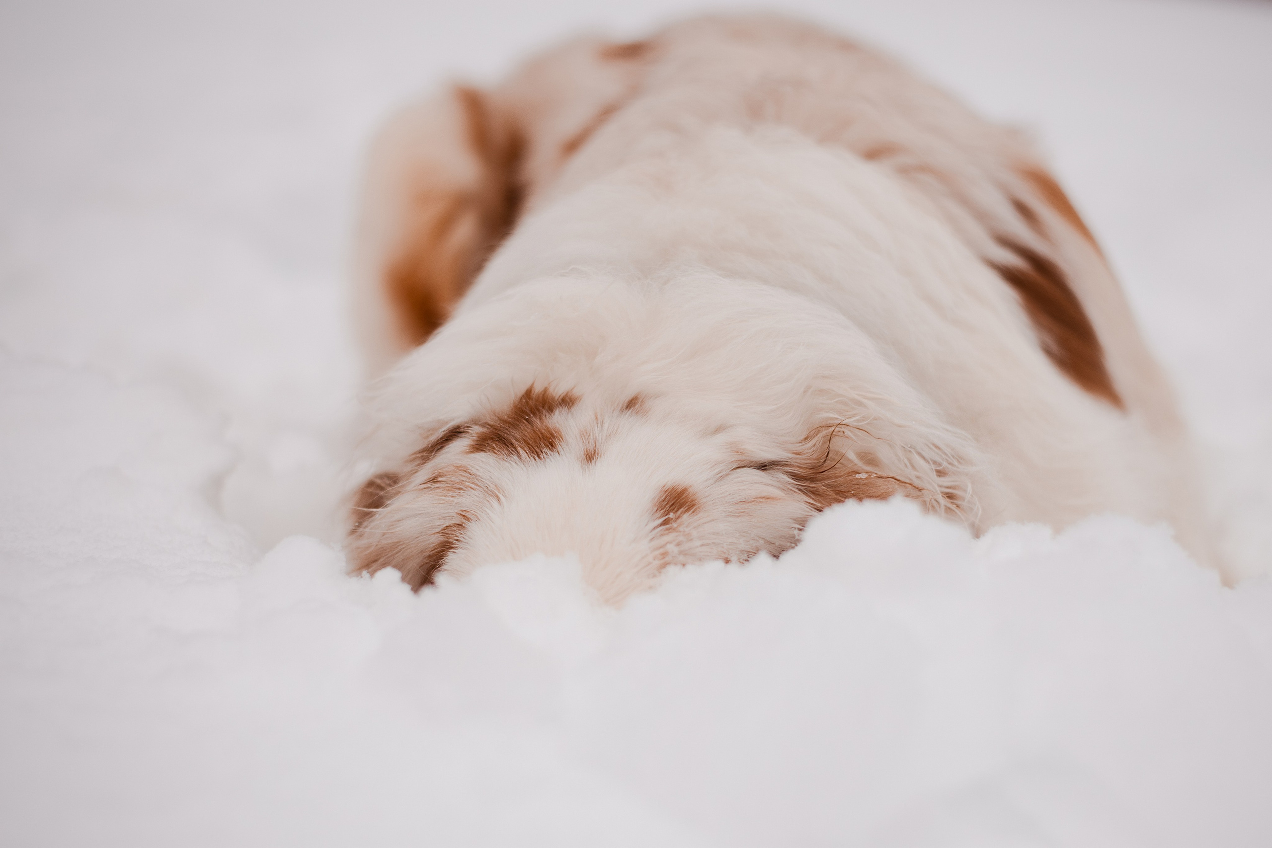 Юля и Ума. Фотограф-анималист Мария Баркевич | Москва
