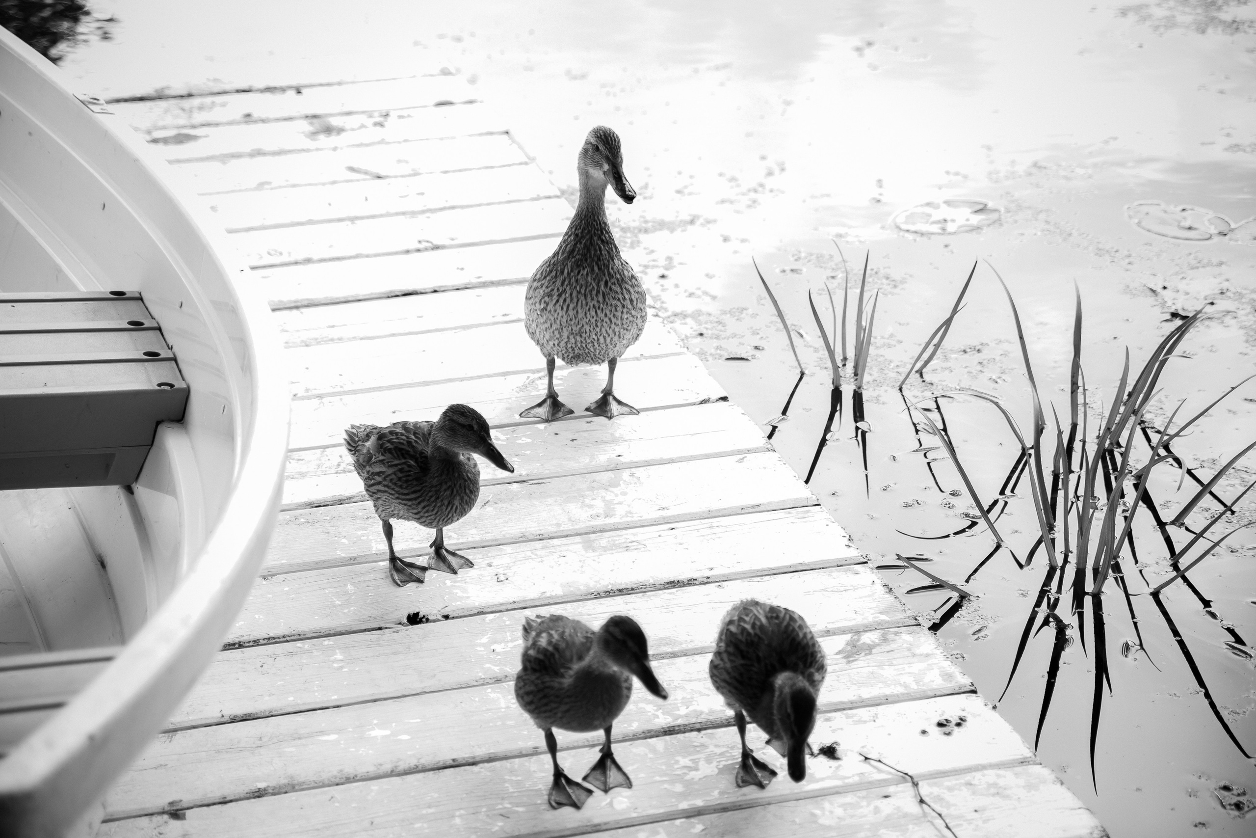 Избранные работы. Свадебный и репортажный фотограф в Новосибирске Матлак Дарья