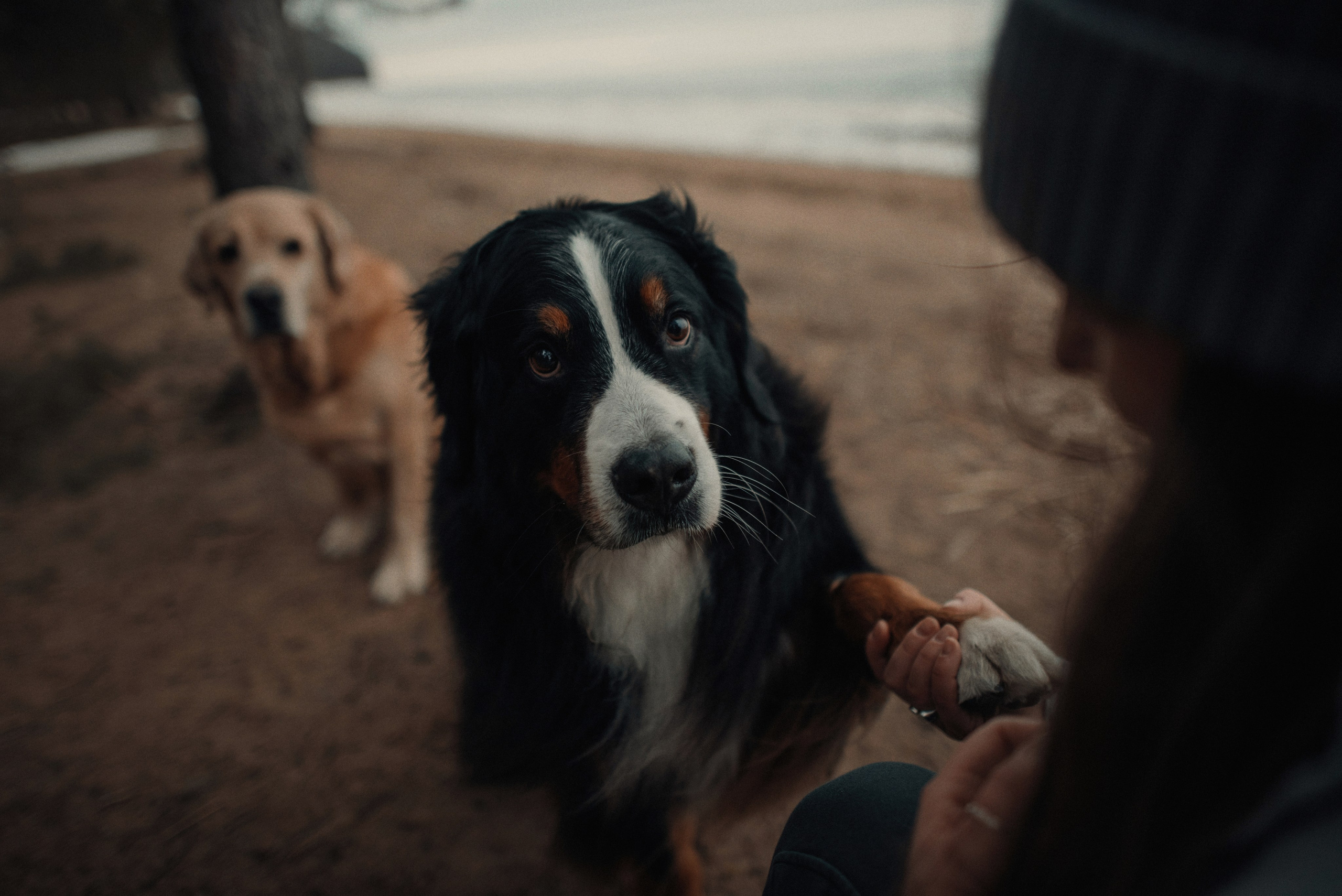 Прогулка: берн Пума, Фрэнк и Юля в Питере. Портфолио