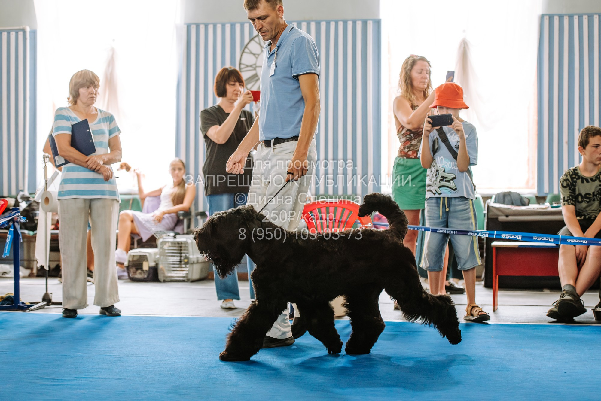 Национальная выставка собак всех пород ранга САС-IKU «Кубок Красноярск. Фотограф Диана Оленина Красноярск / Братск