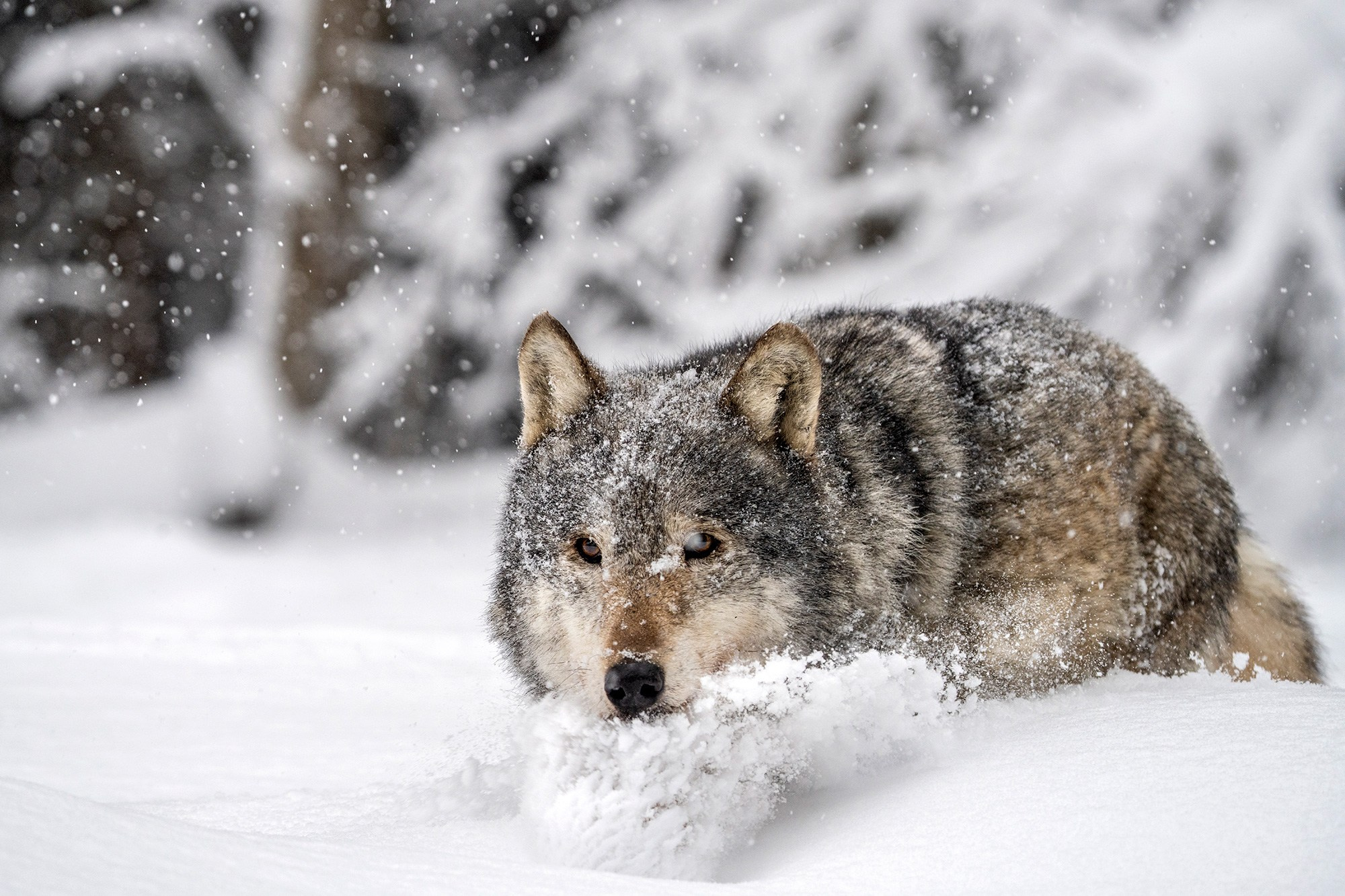 Зимой в Белоруссии. Фотограф Владимир Остапенко