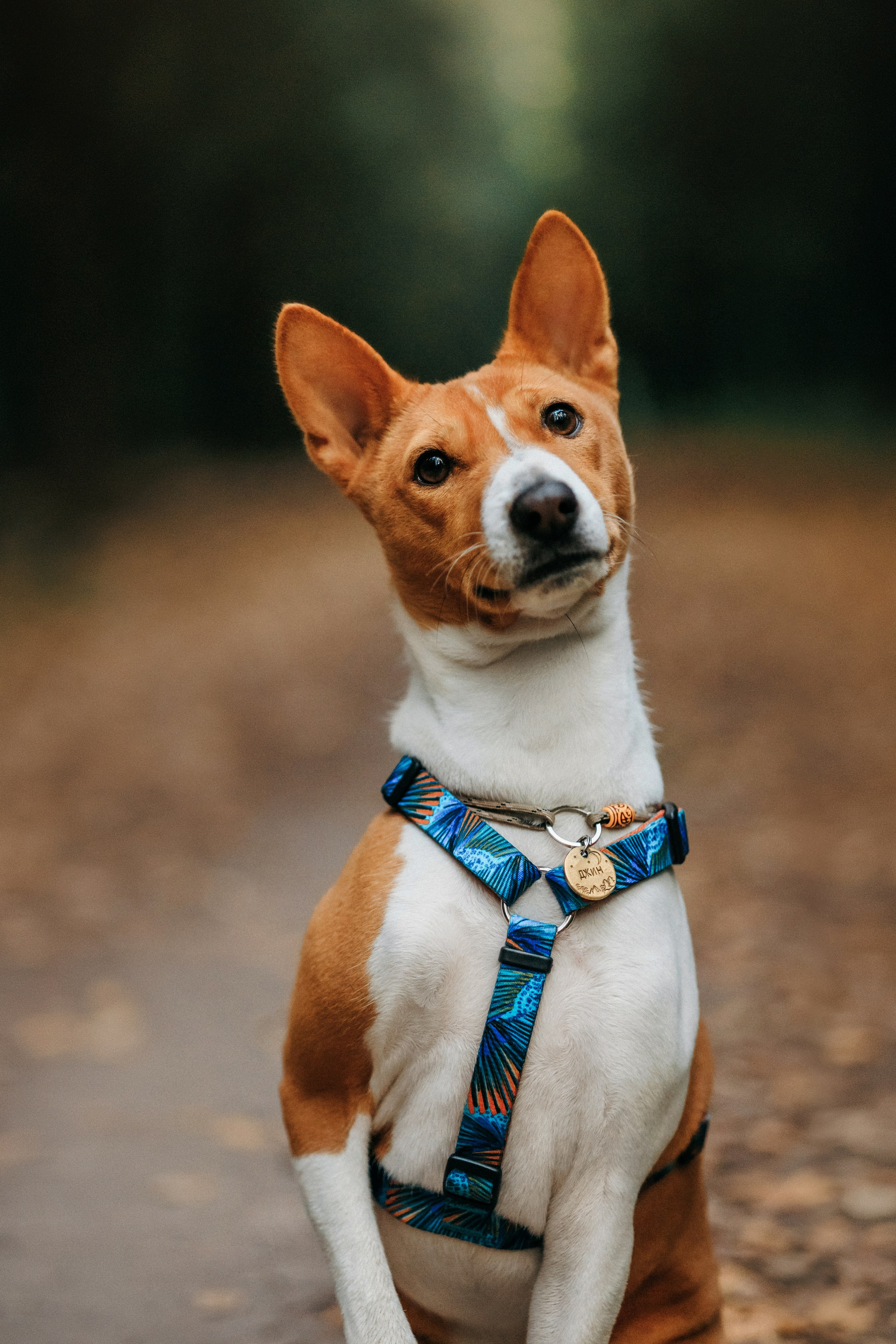 Лена и Джин. Фотограф-анималист Елена Радченко, Москва