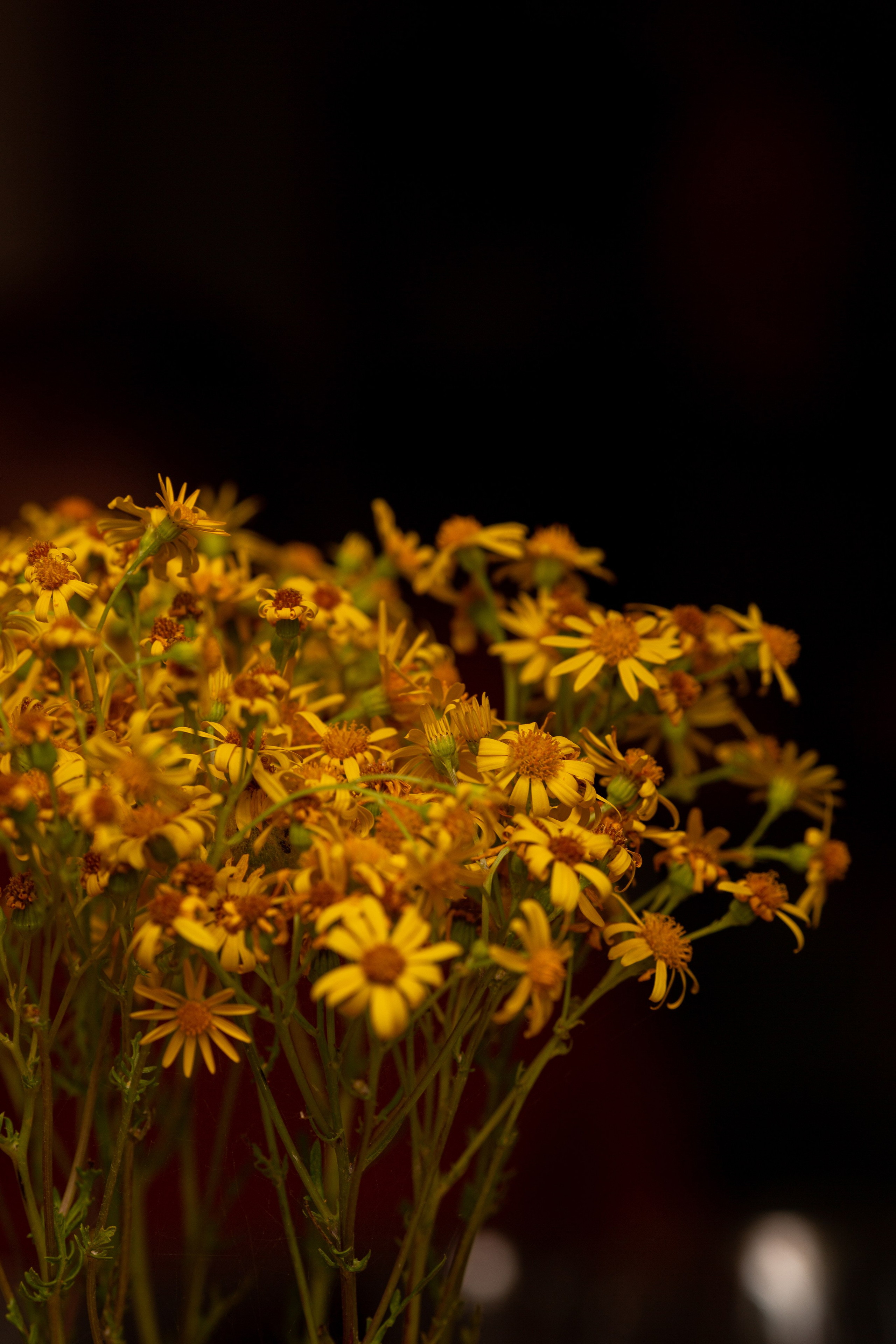 Винный вечер (дагестанское вино) в Поварне МАРК и ЛЕВ (29 июля 2023 г.). Фотограф Наталья Угрюмова, г. Москва