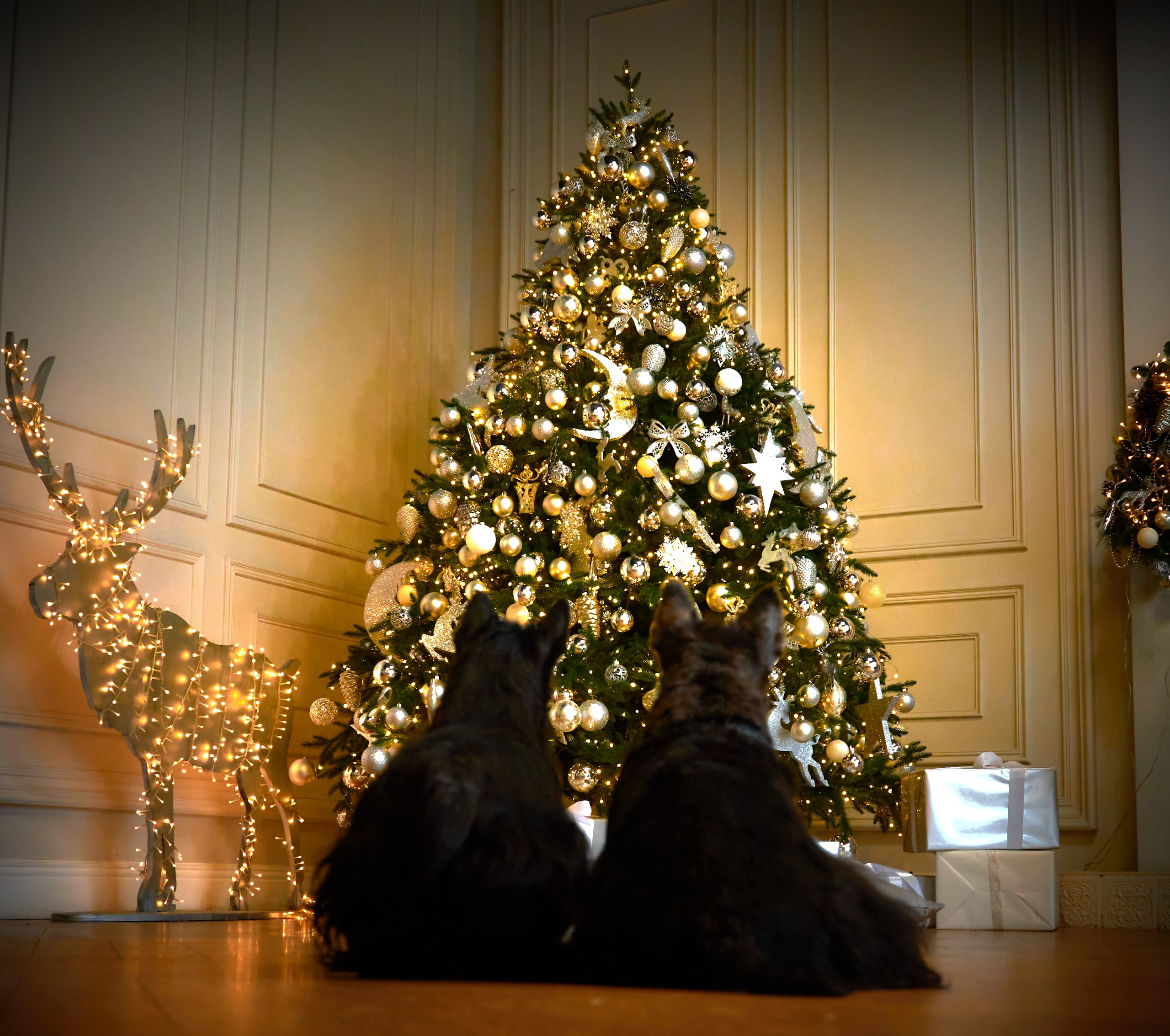 Съемка в студии со скотч-терьерами