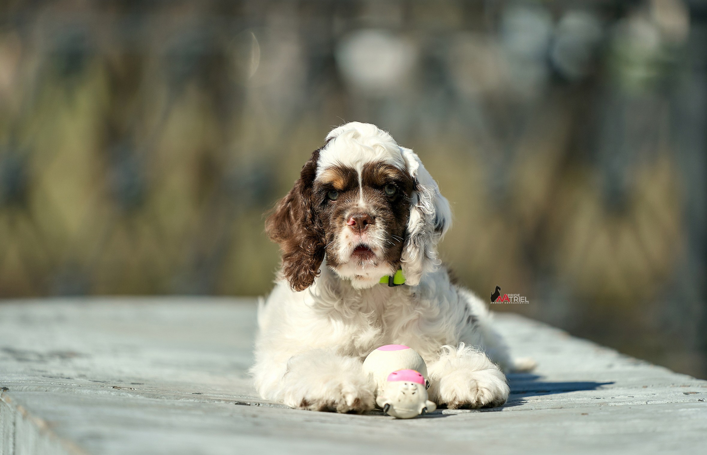 Прогулка со щенком