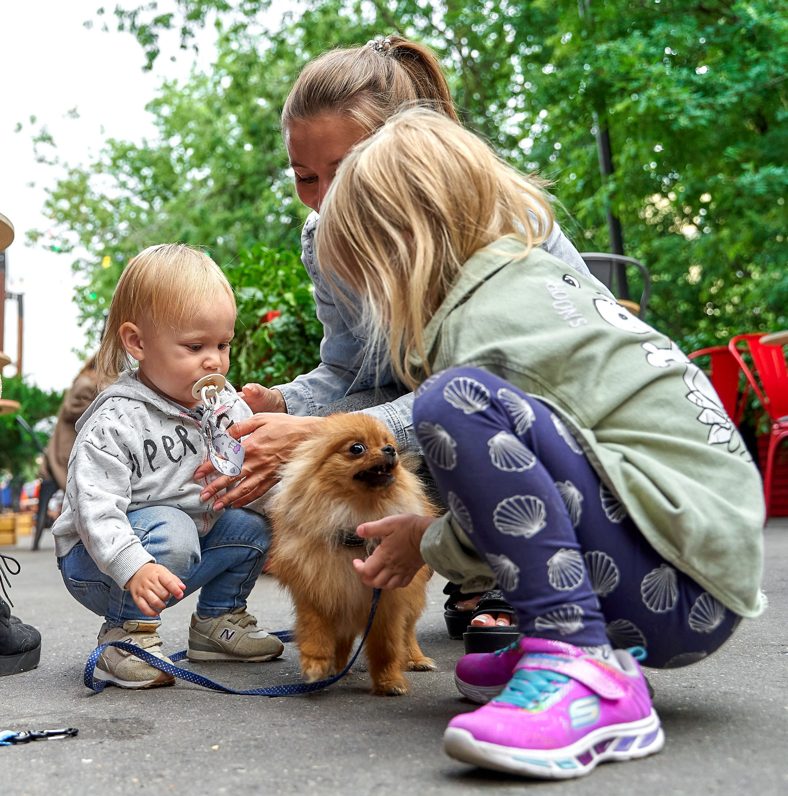 Мероприятия с собаками — галерея NATRIEL