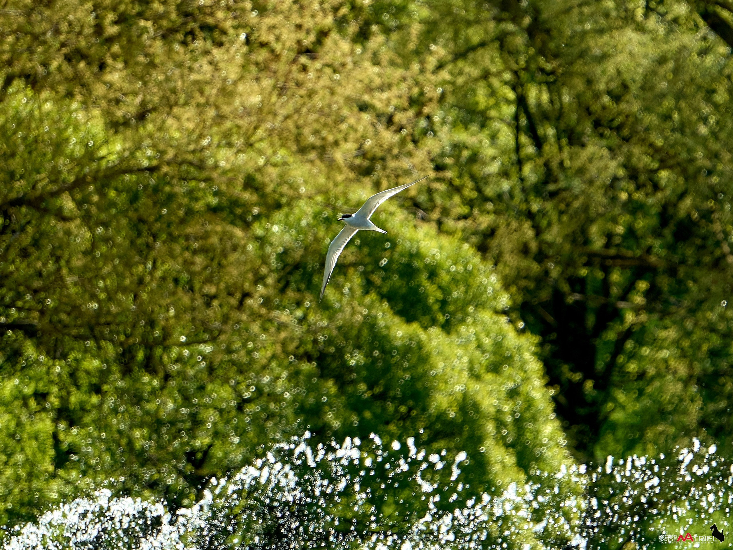 Птички и цветочки